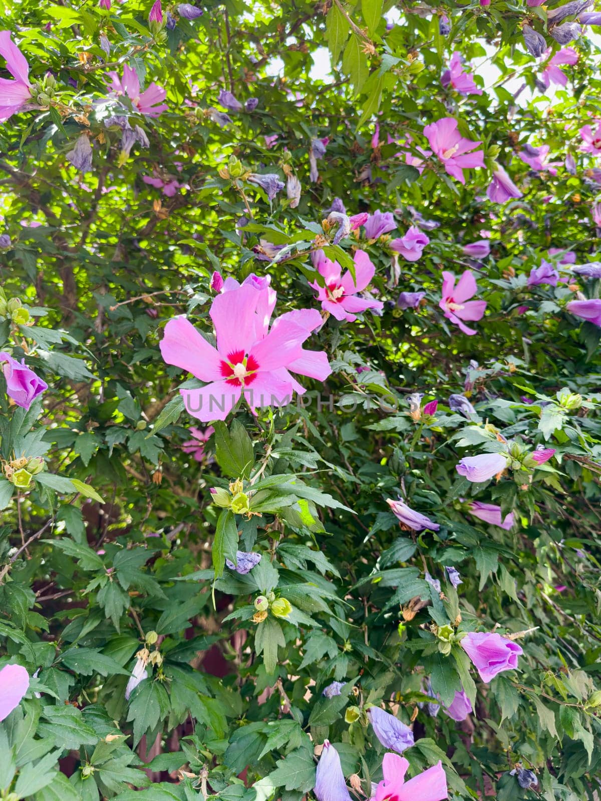 Vivid hibiscus flowers display vibrant pink petals amidst lush green foliage. This serene garden setting showcases nature's beauty during a bright sunny day.