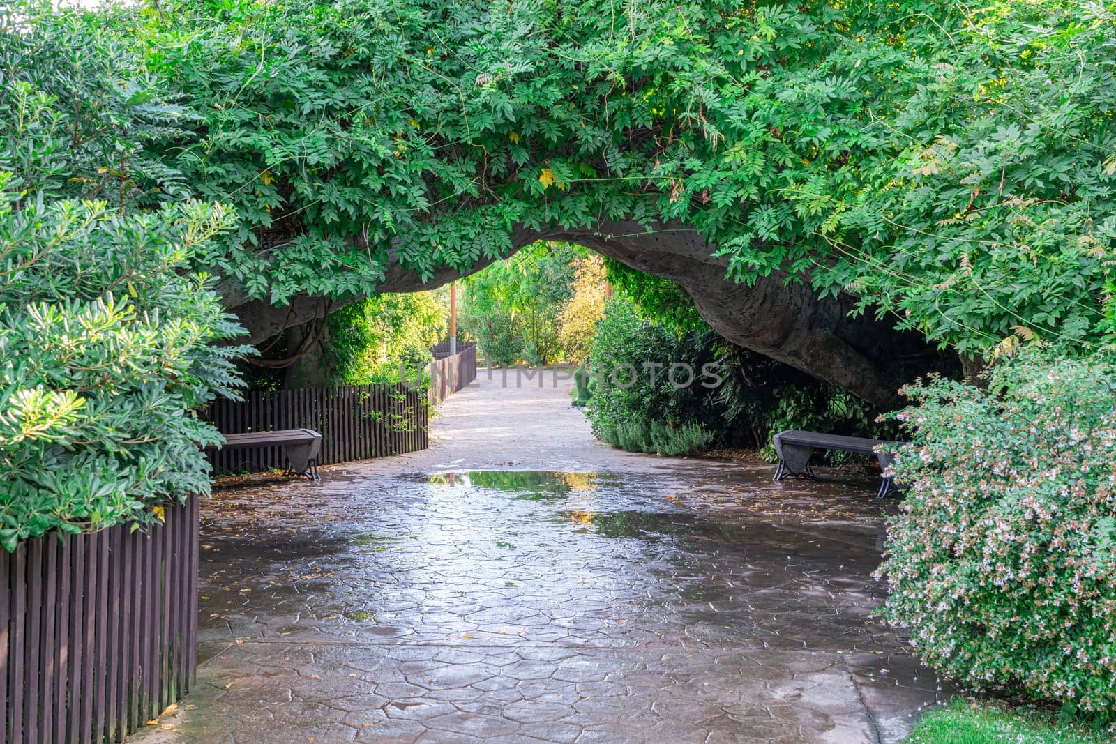 A serene walkway is sheltered by a natural arch of vibrant green foliage. The path, lined with benches, invites peaceful strolls after a refreshing rain.