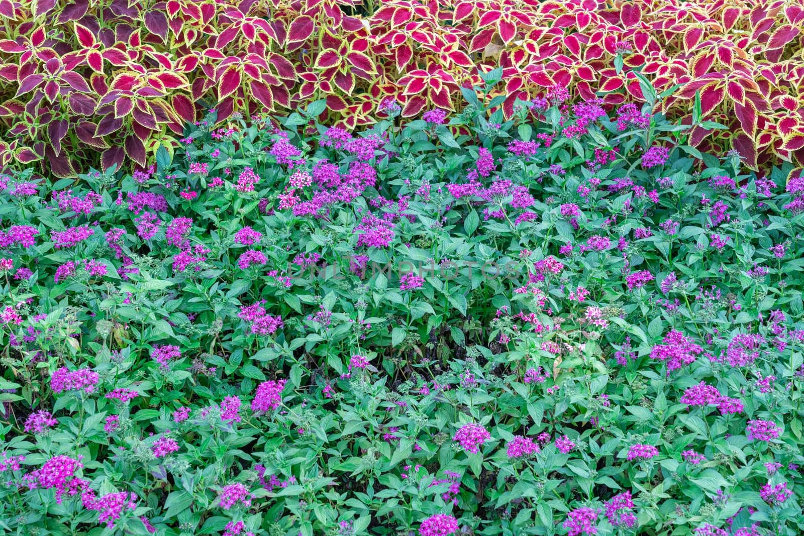 A lush garden area showcases an array of vibrant purple flowers blooming amidst striking red-edged leaves. This lively setting bursts with color and natural beauty.