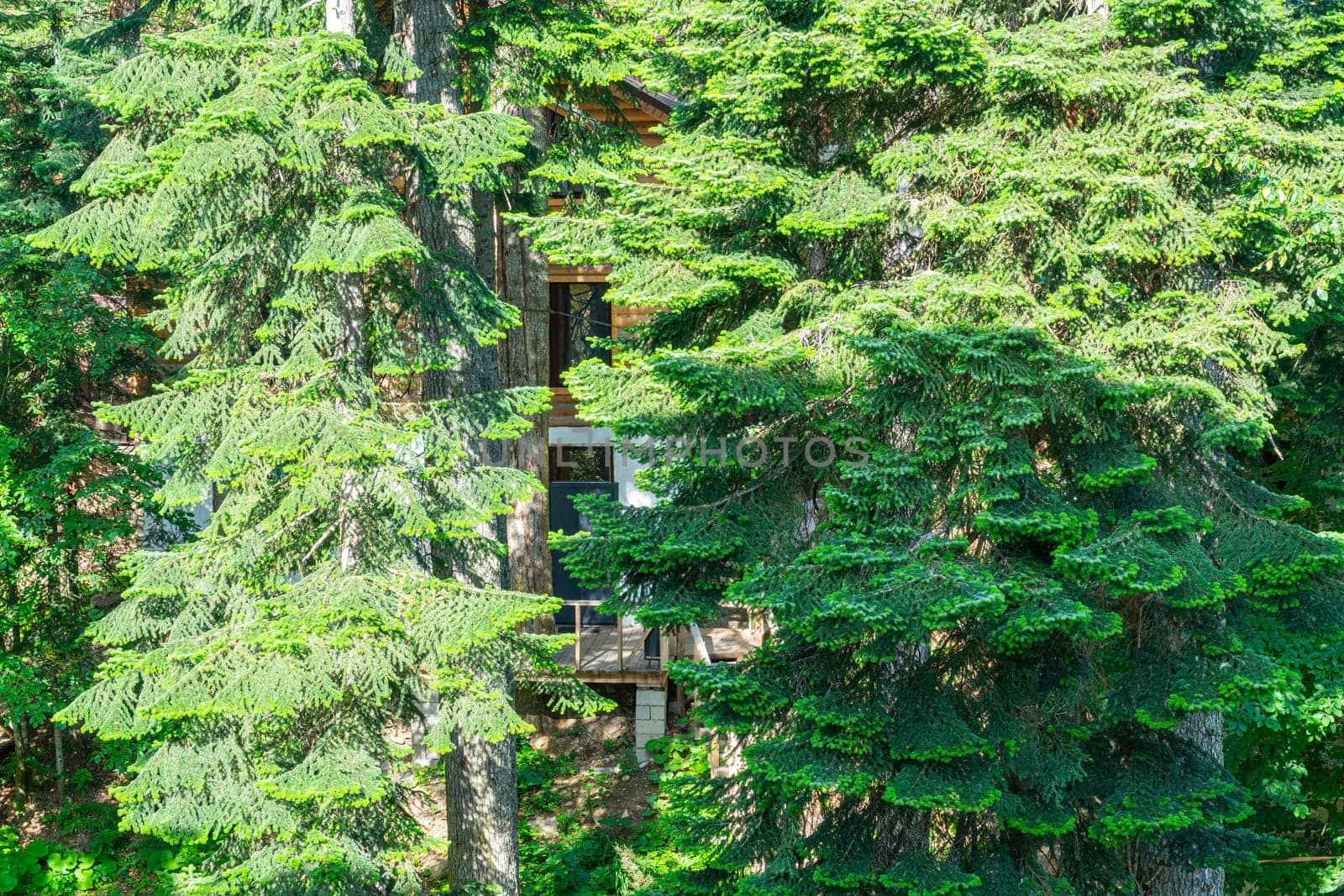 A charming wooden cabin peeked through lush evergreen trees in a quiet forest. The lush greenery surrounds the structure, creating a tranquil and secluded atmosphere for relaxation.