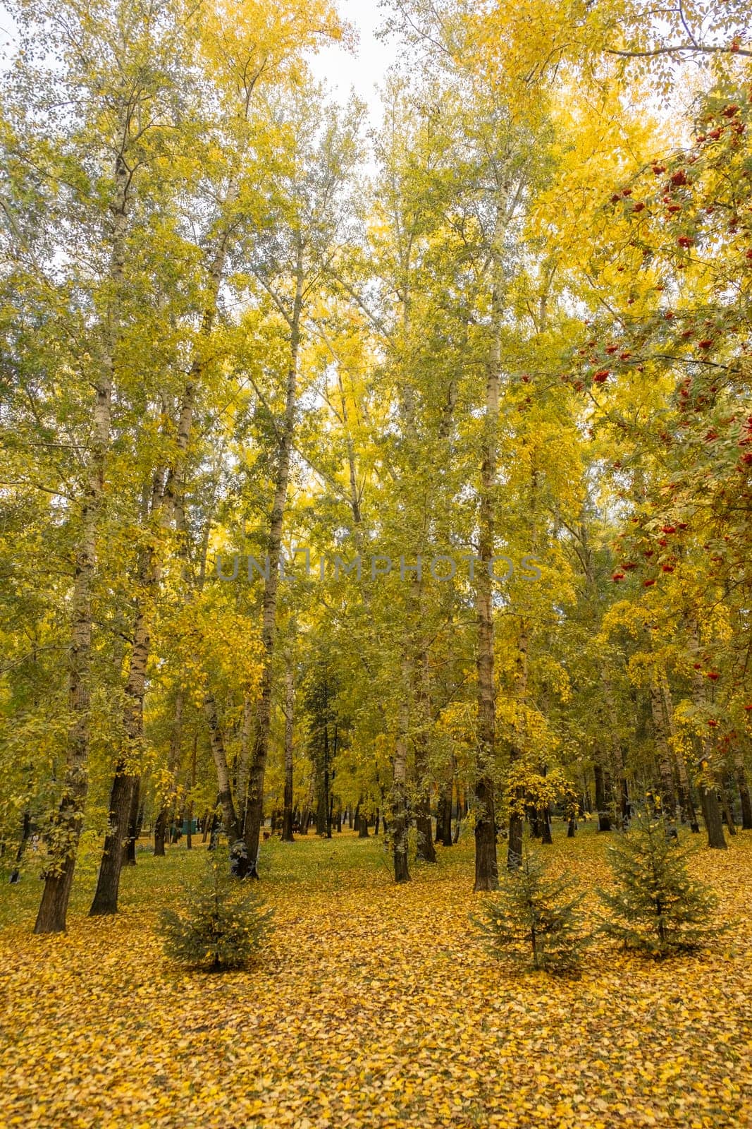 Beautiful romantic alley in a park with colorful trees and sunlight. by AnatoliiFoto