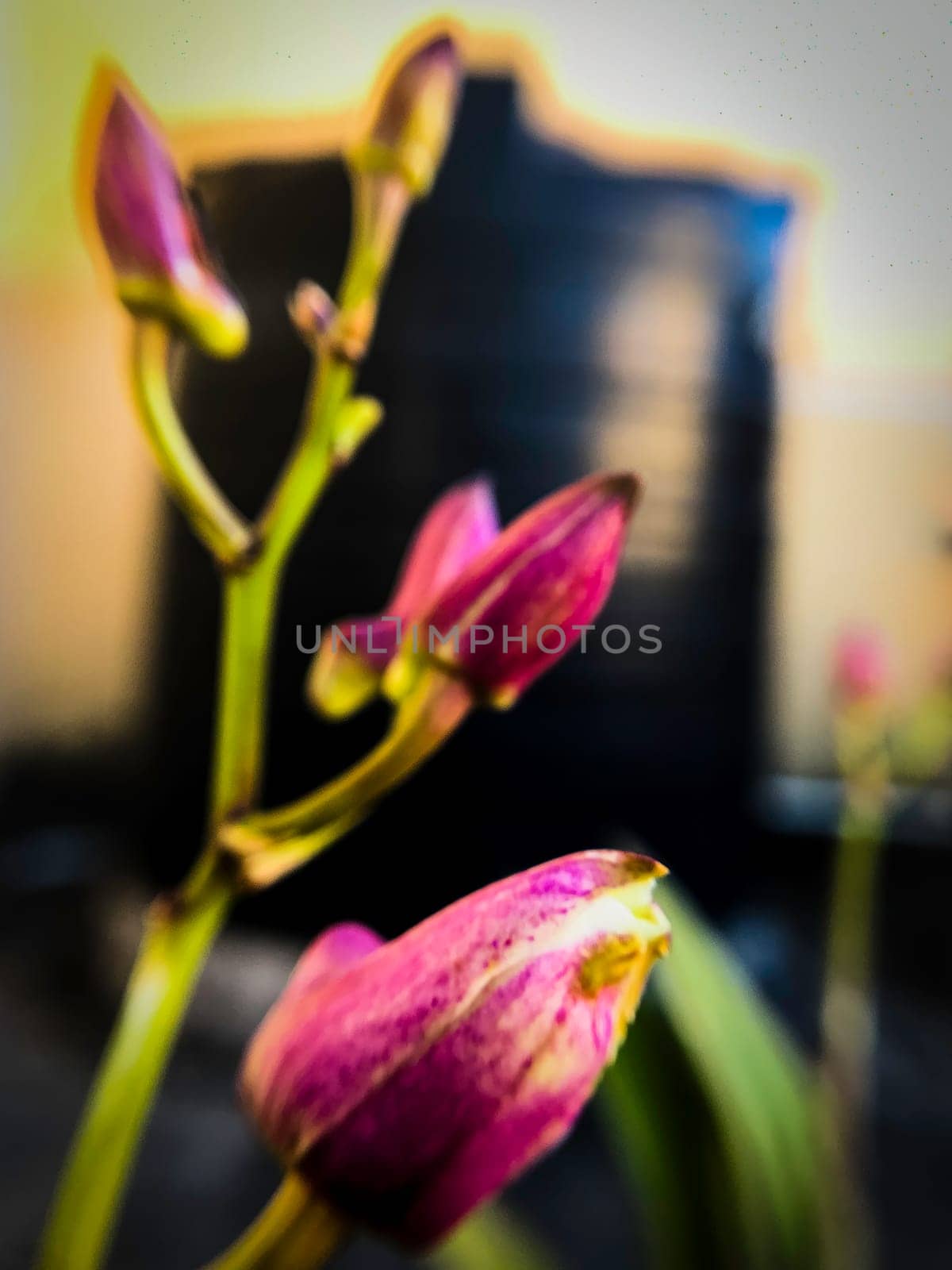 The image features vibrant purple orchid flowers with vibrant petals, standing out against a blurred background. The flower, positioned in the foreground, is the main subject and is sharply focused, creating a stunning contrast. Check out my other portfolios by following the link- https://linktr.ee/apurv123. High-quality photo
