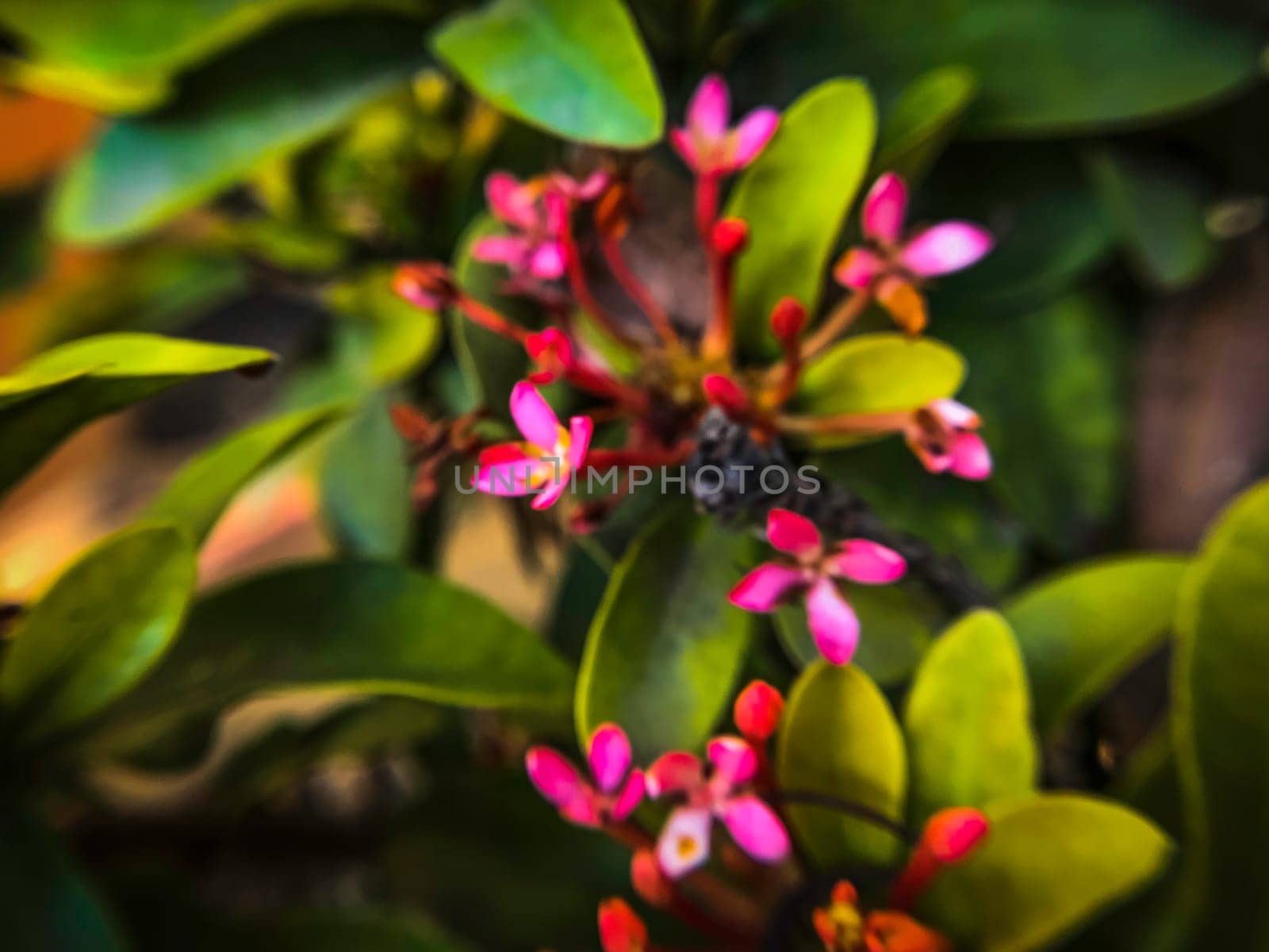 This close-up photo beautifully captures a cluster of small pink flowers, growing on a green plant with glossy leaves. The flowers, in sharp focus, stand out against a blurred background of more green foliage. The image, with its shallow depth of field, perfectly portrays the delicate beauty of nature. High-quality photo