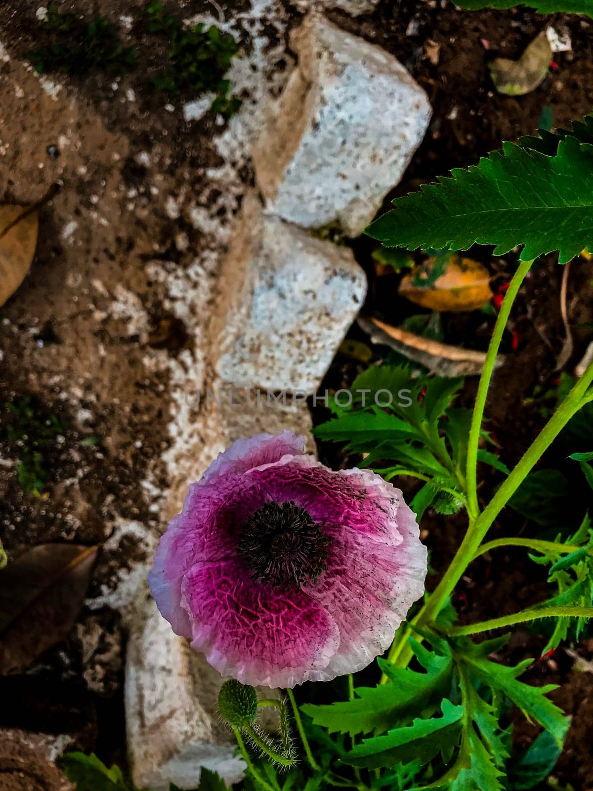 This photo captures a stunning purple orchid flower in a garden or natural setting. The flower, in sharp focus in the foreground, stands out against an out-of-focus background of rocks, leaves, and other plants. The image beautifully portrays the resilience and beauty of nature. High-quality photo