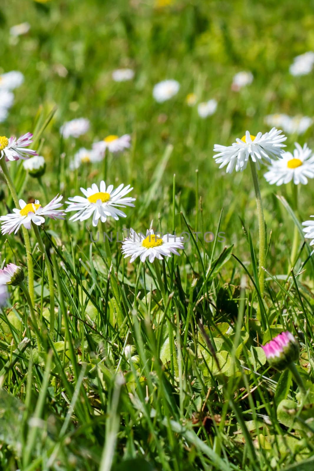 Small daisy flowers among green grass closeup by Vera1703