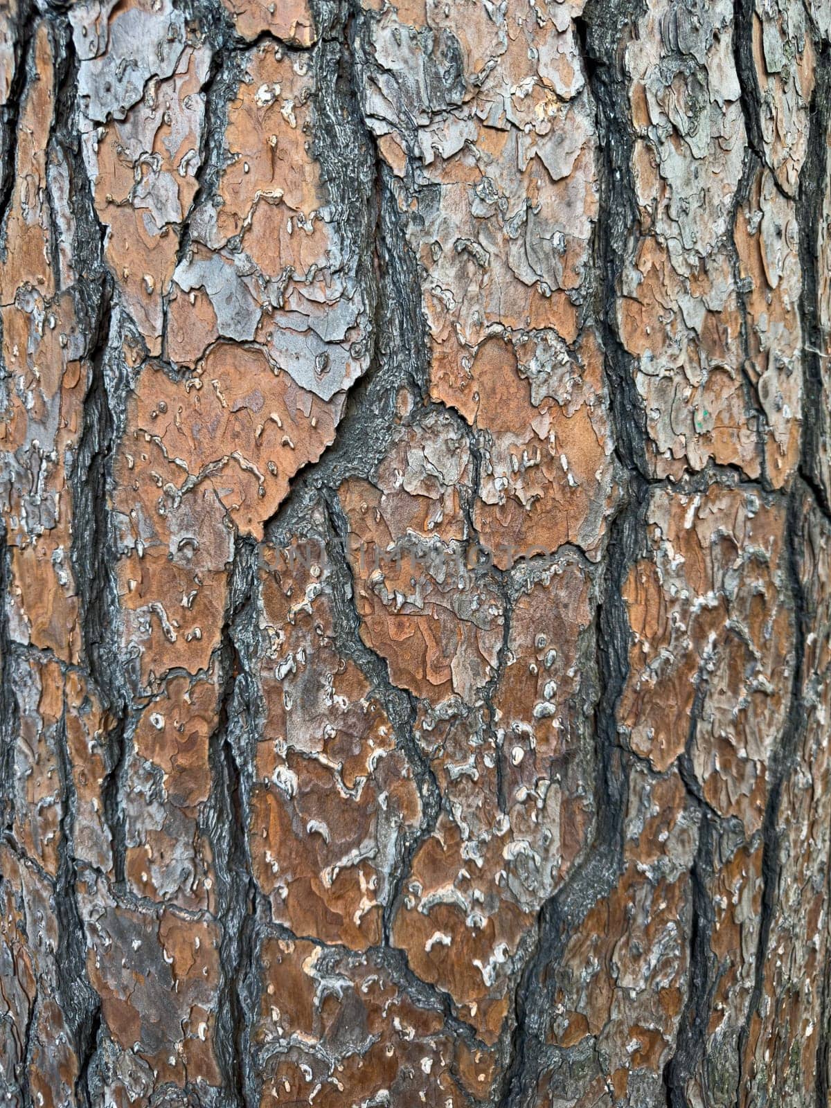 Close-up of tree bark showcasing intricate textures and patterns. The surface displays a mix of brown and gray hues, highlighting the natural beauty of the forest ecosystem.