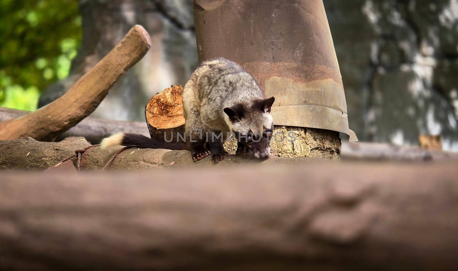 Asian palm civet or locals calls it Musang Pandan or Luwak coffee producer, latin name paradoxurus hermaphroditus, resting on a tree, showcasing its curious expression and distinct fur pattern