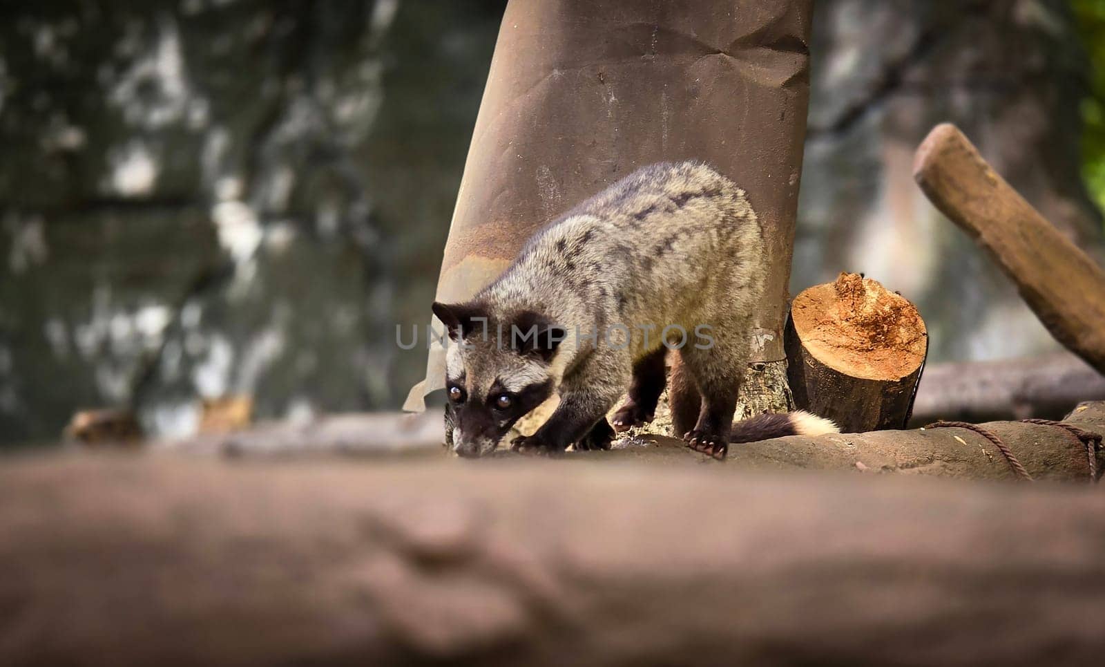 Asian palm civet or locals calls it Musang Pandan or Luwak coffee producer, latin name paradoxurus hermaphroditus, resting on a tree, showcasing its curious expression and distinct fur pattern