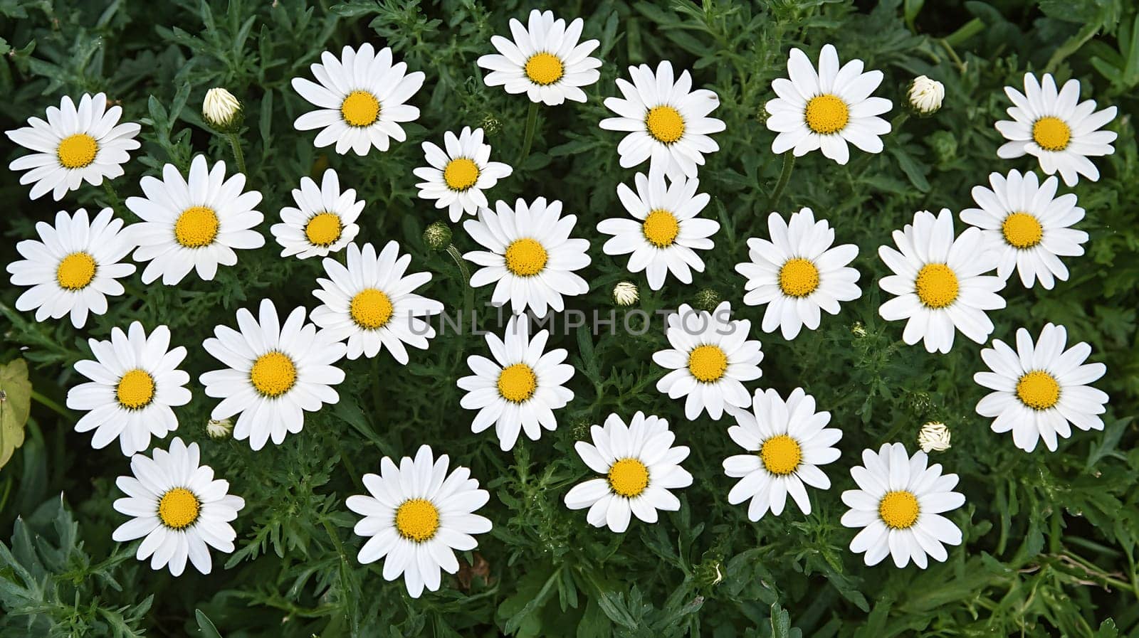 A vibrant cluster of daisies blooming in a green garden.