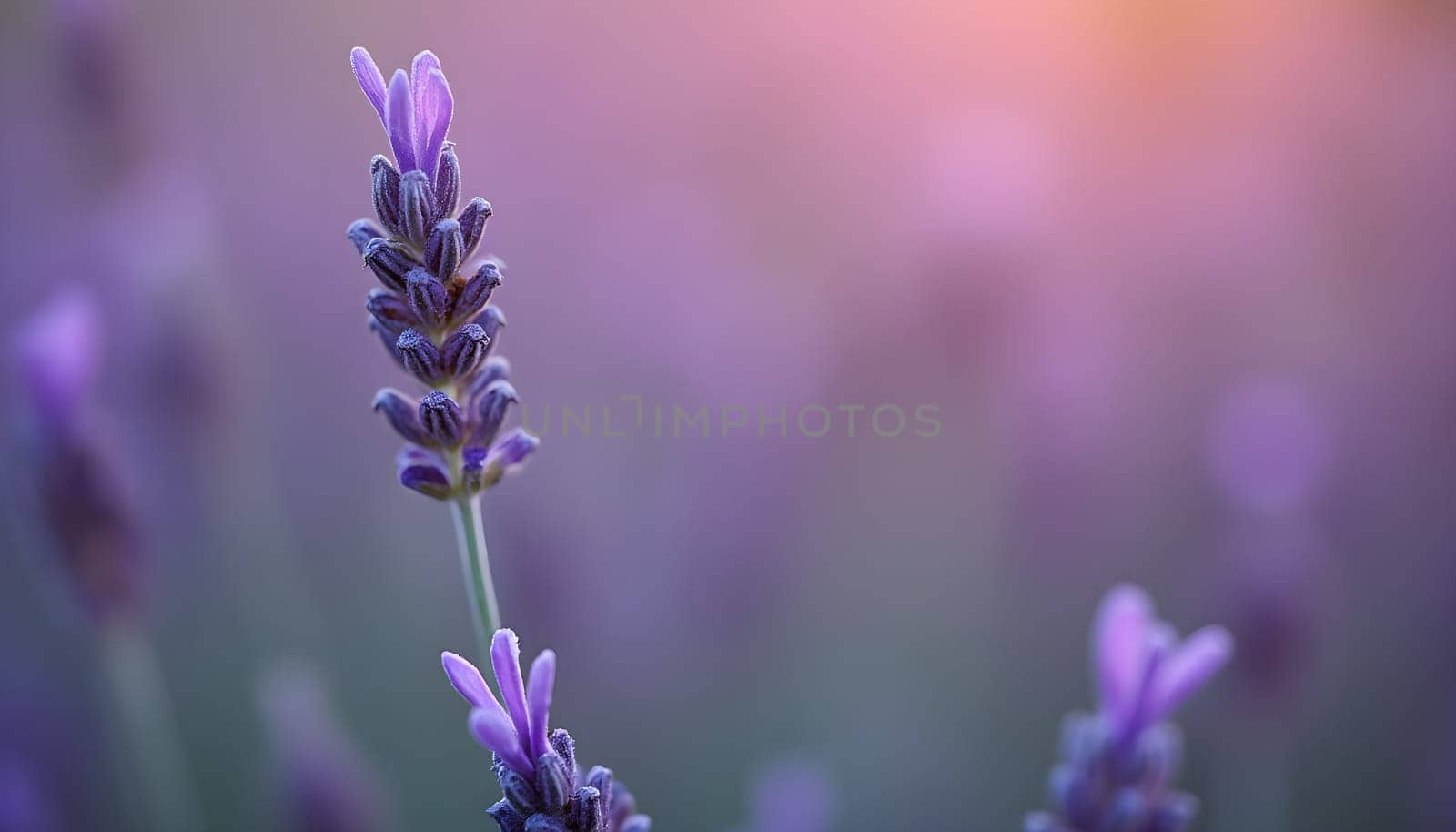 A delicate close-up of a lavender sprig, surrounded by soft pink and purple blurred light effects, creating a dreamy mood.
