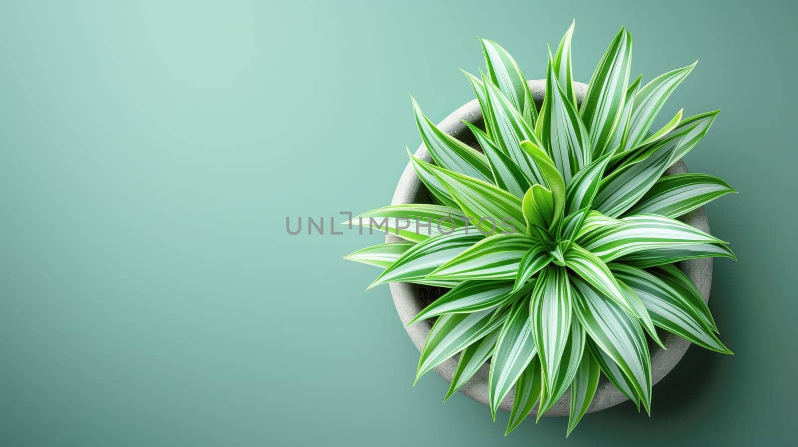 A close-up top-down image of a green-leafed plant placed in a stylish pot, set against a soft pastel background.