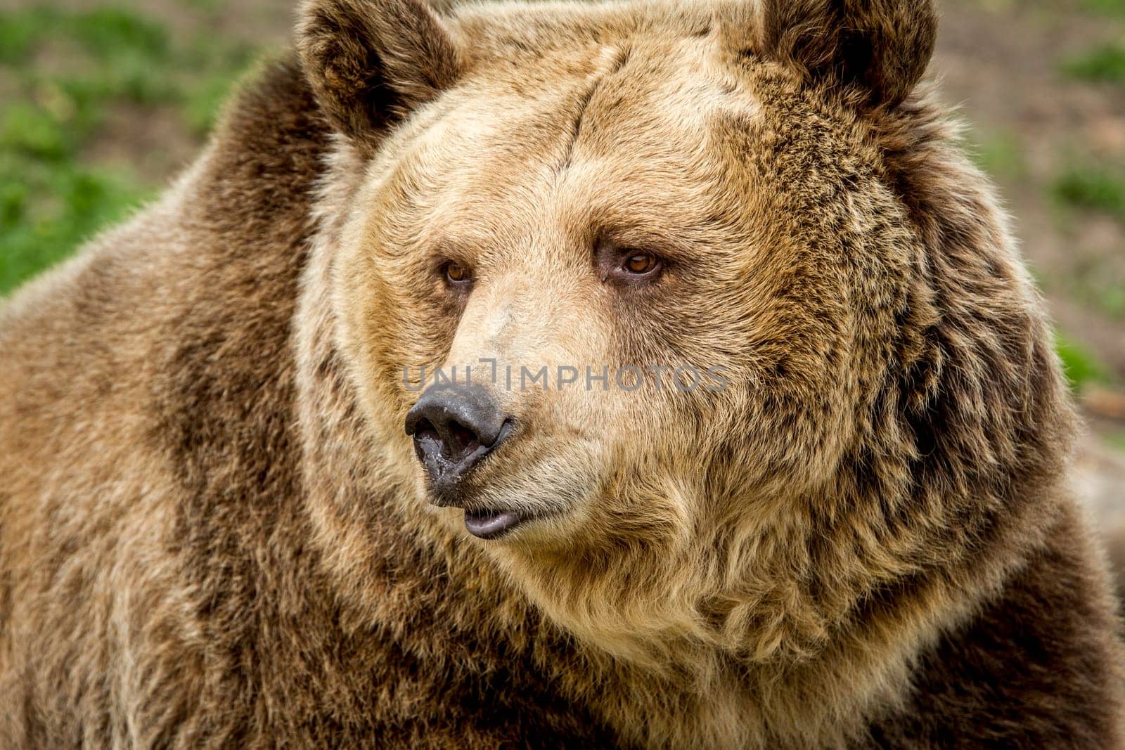 A close up image of the face of a captive grizzly bear in Montana.