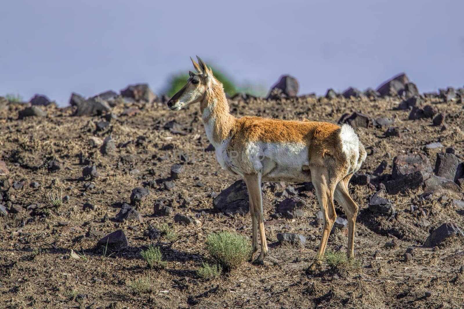 A pronghorn deer in the rocky grasslands of northeastern Wyoming.