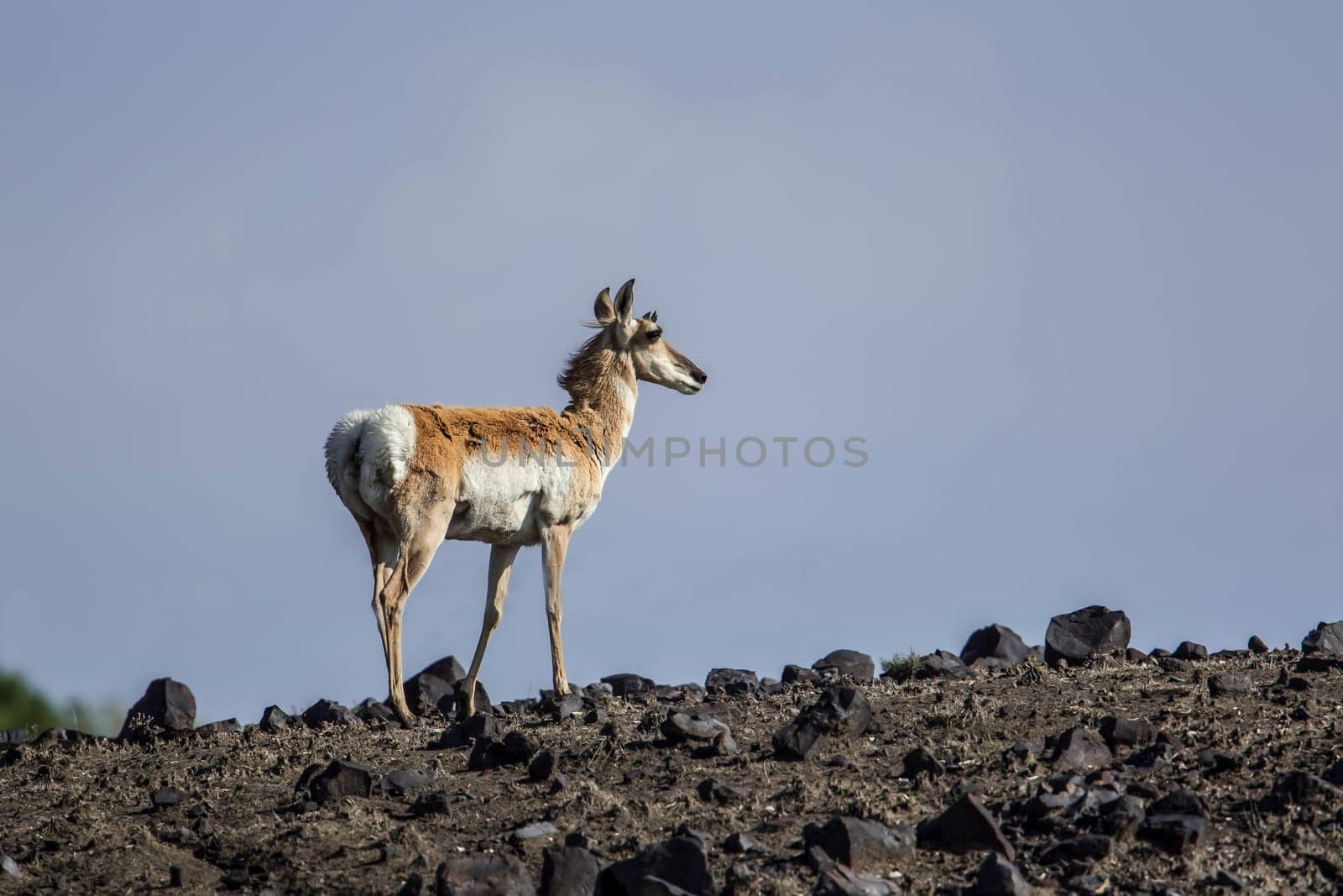 A pronghorn deer in the rocky grasslands of northeastern Wyoming.