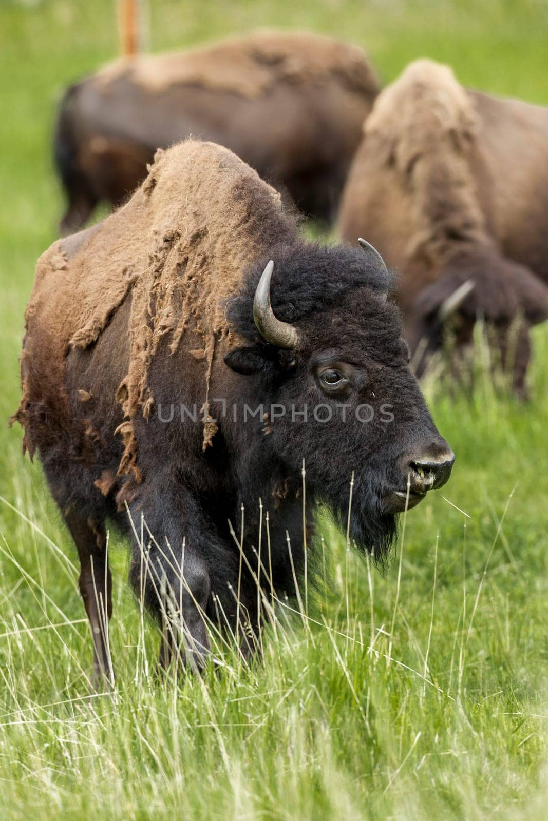 A large bison in the grassy field near Custer, South Dakota.