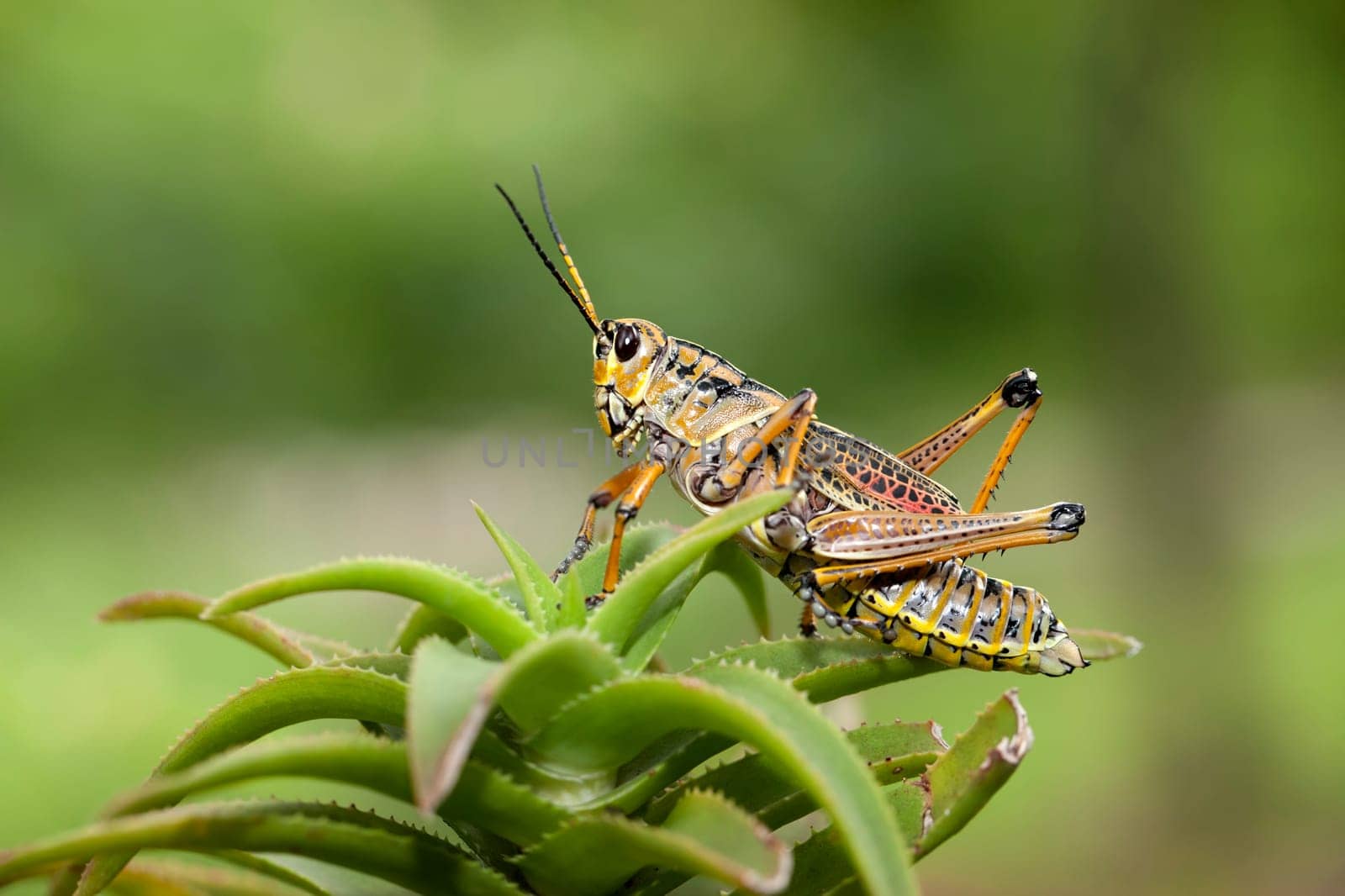 A close up of a large locust in Deland, Florida.
