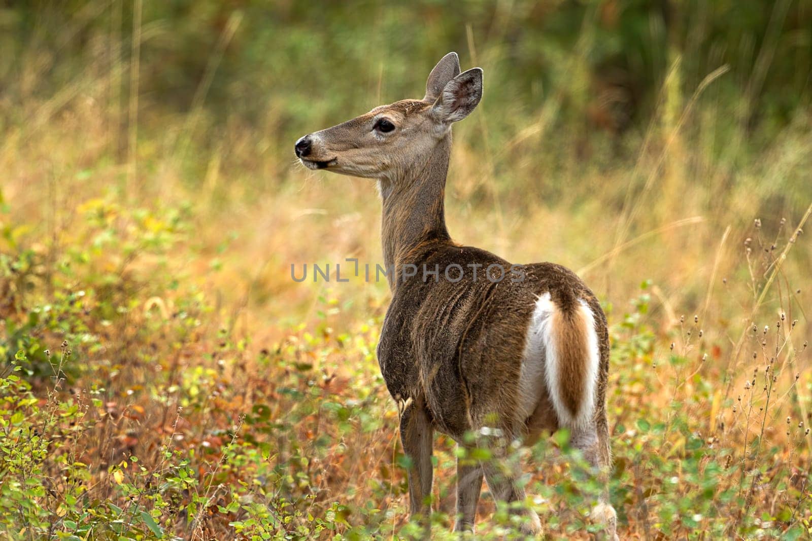 A beautiful white tail deer in the forest near Rathdrum, Idaho.