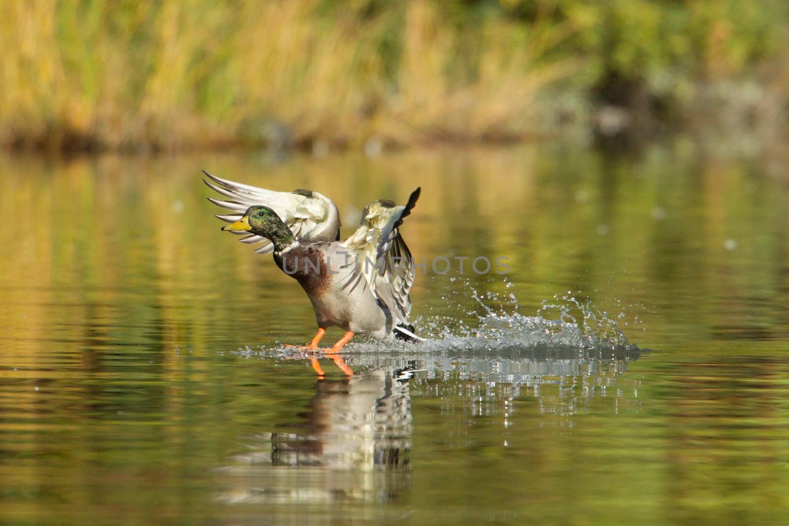 A mallard makes a splash landing in a pond in Cannon Hill Park in Spokane, Washington.