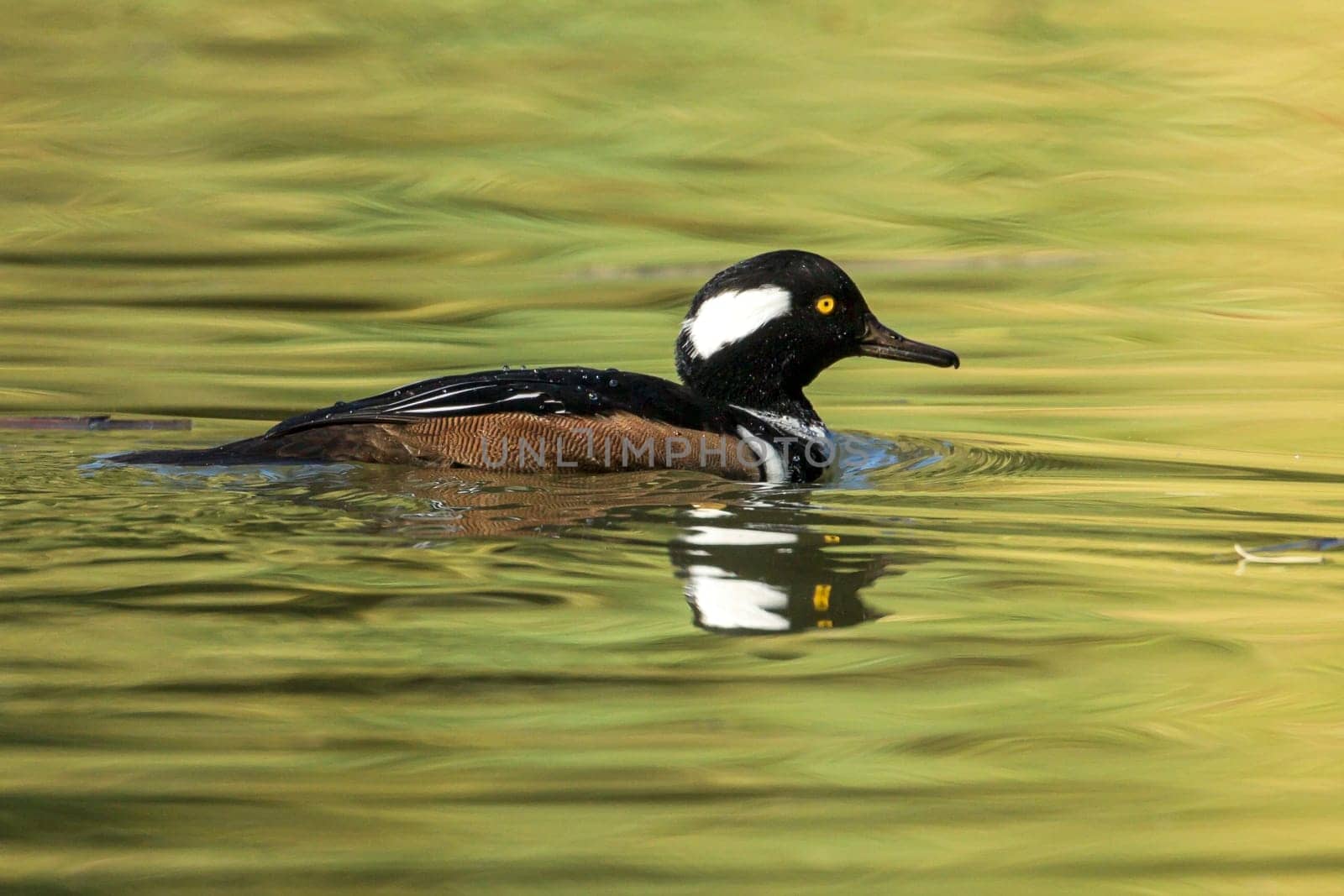 A male hooded merganser in the pond at Cannon Hill Park in Spokane, Washington.