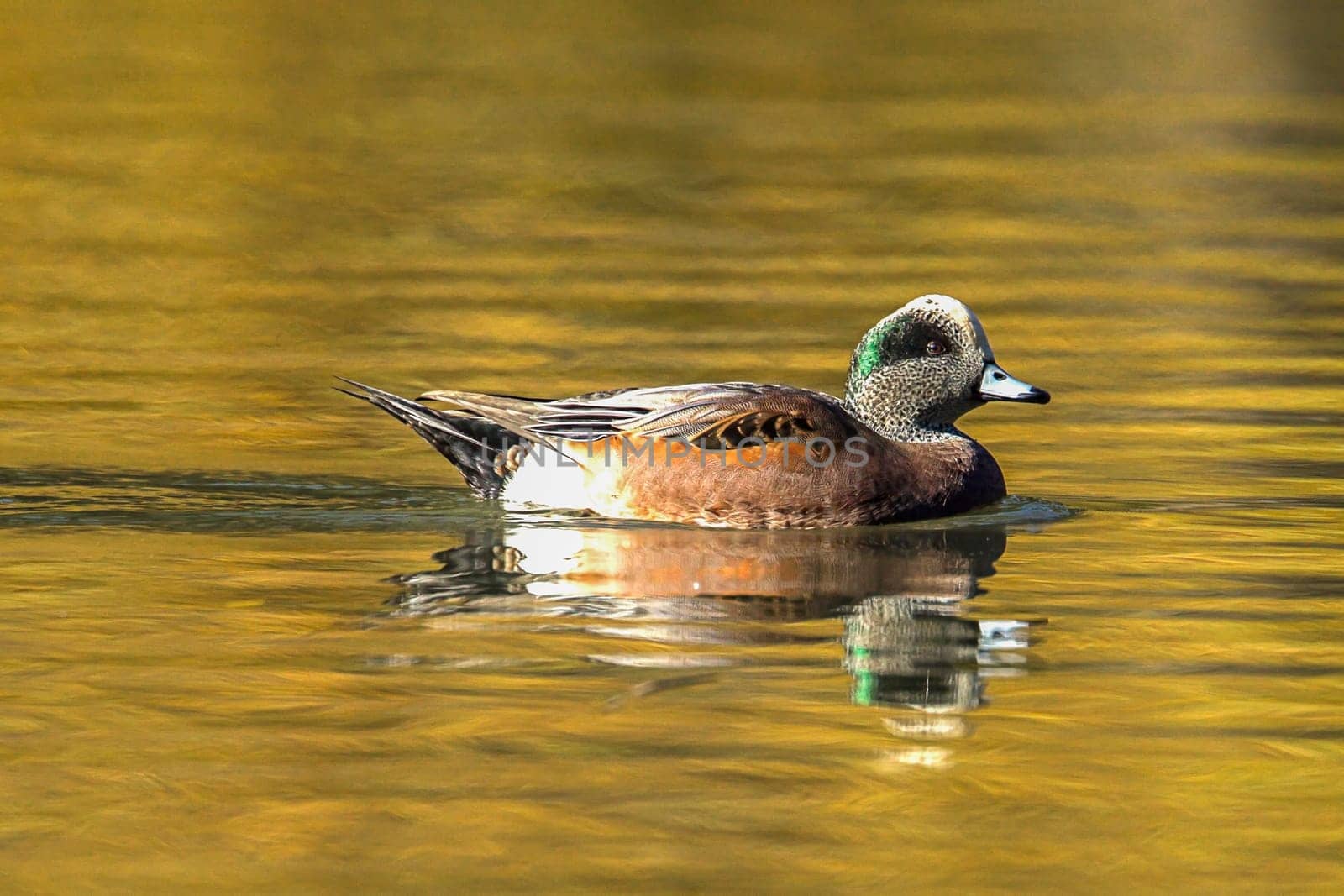 A male American Wigeon swims in the pond at Cannon Hill Park in Spokane, Washington.