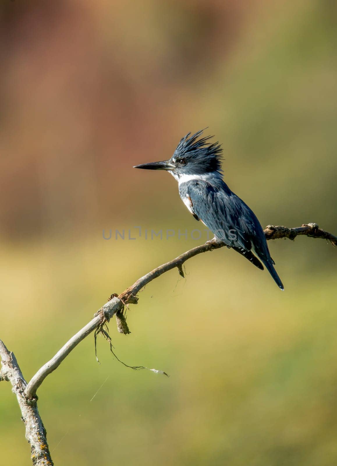 A cute little kingfisher is perched on a branch near Hauser Lake, Idaho.
