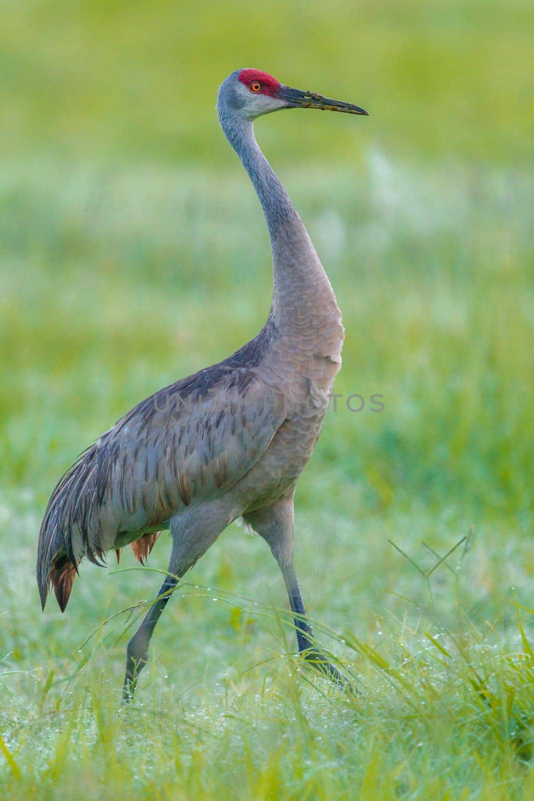 A tall sandhill crane wlks in a grassy field near Deleon Springs, Florida.