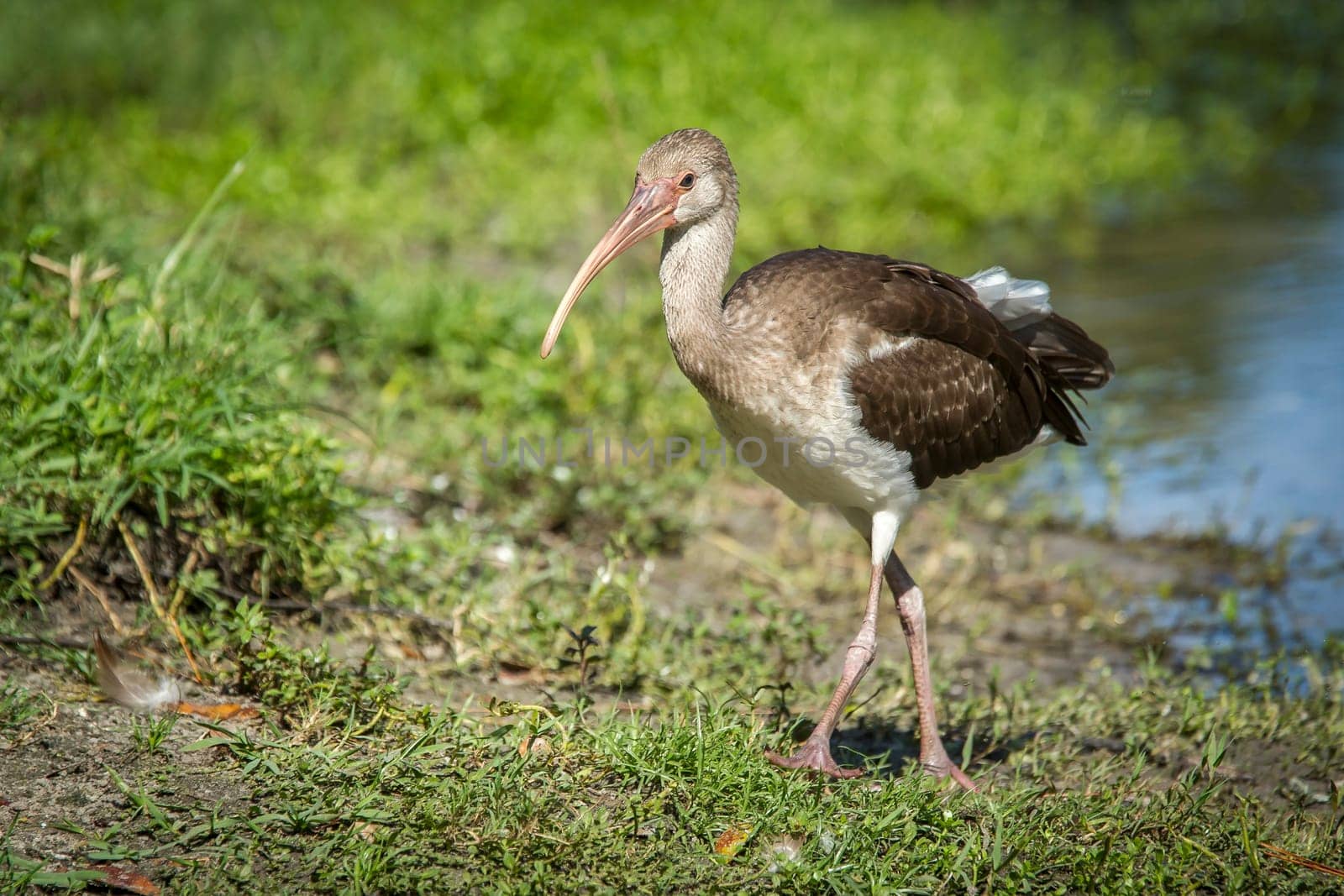 A young juvenile American white ibis walks on grass in Deland, Florida.