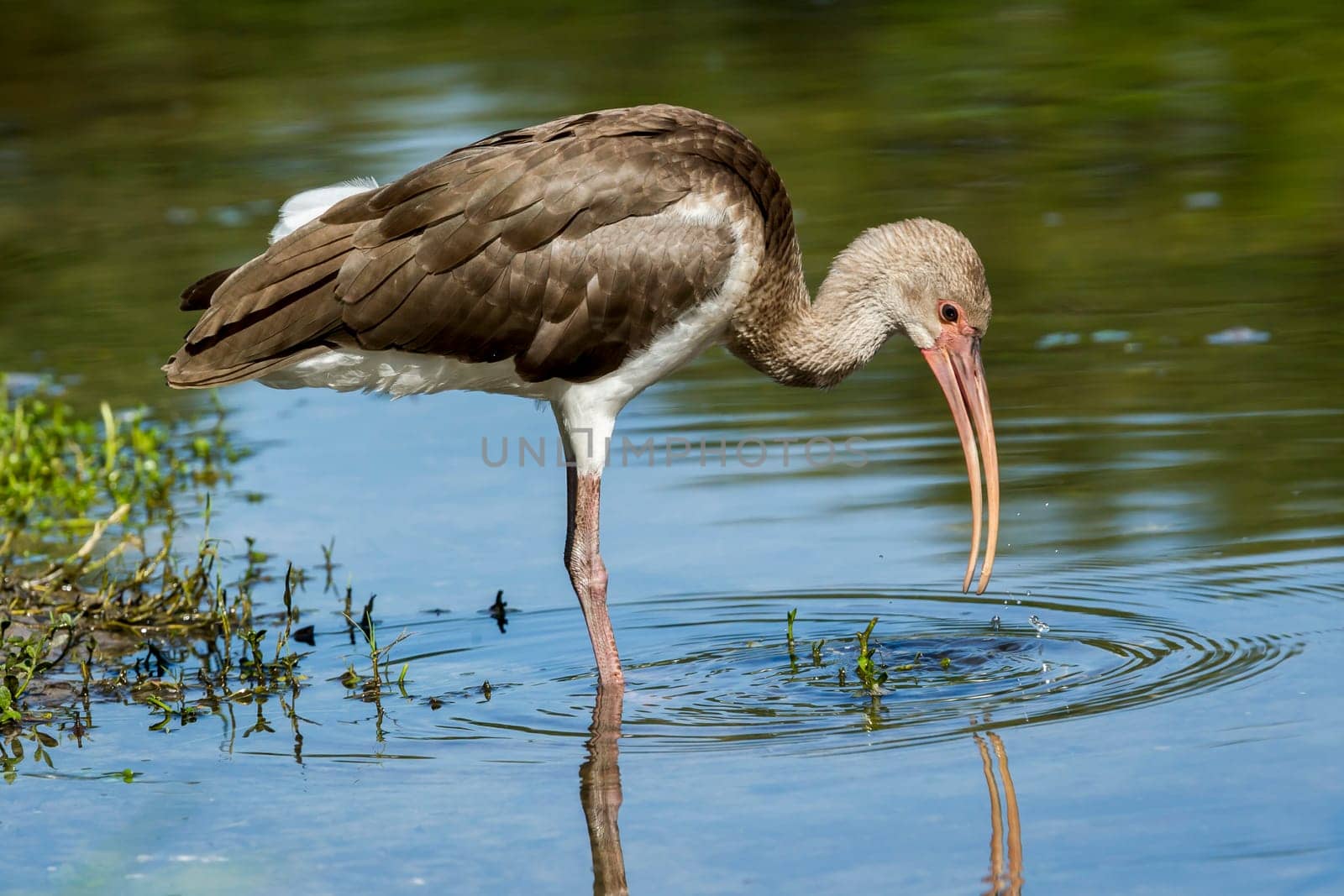 A young juvenile American white ibis wades in a calm pond in Deland, Florida.