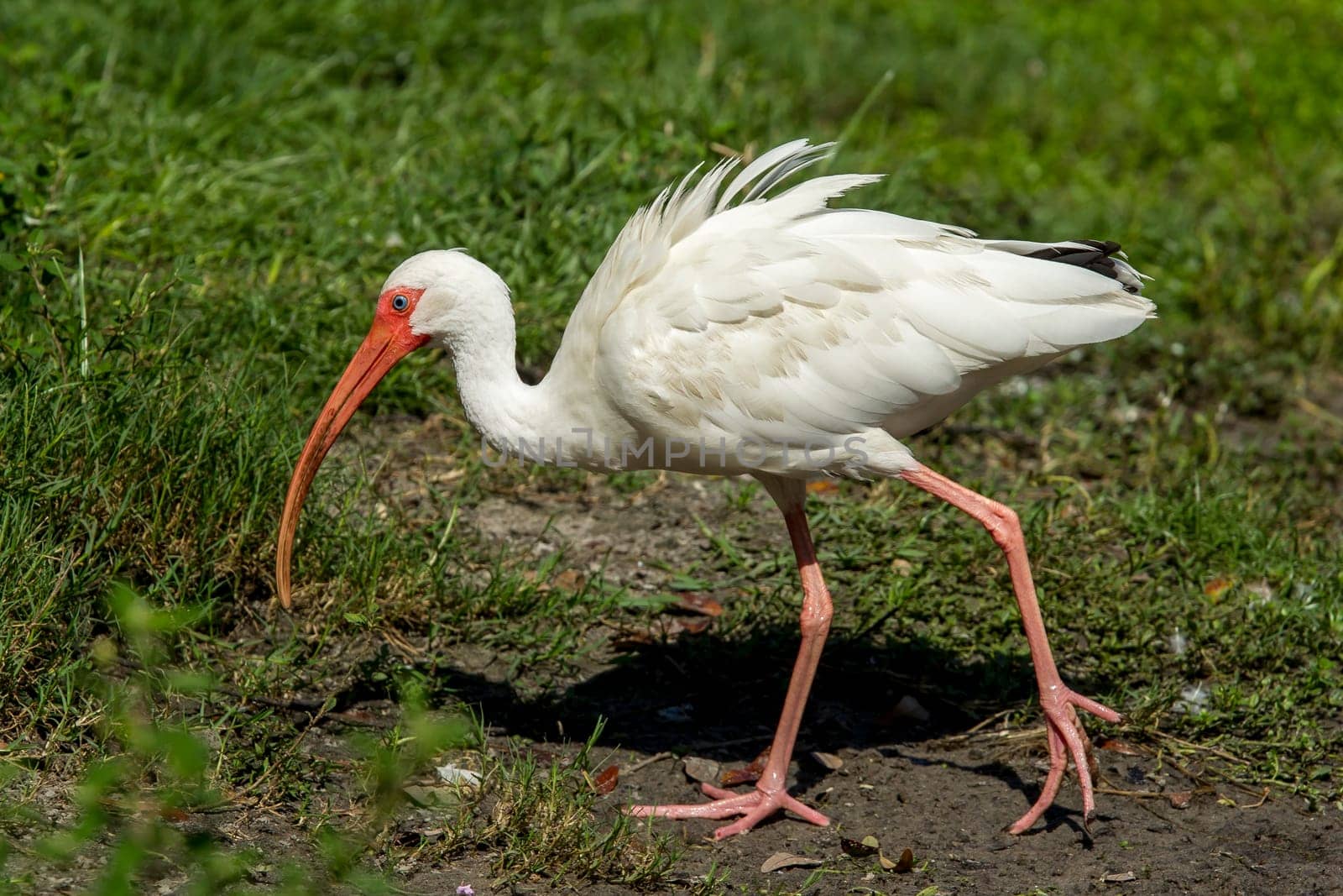 An American white ibis searches for food in Deland, Florida.