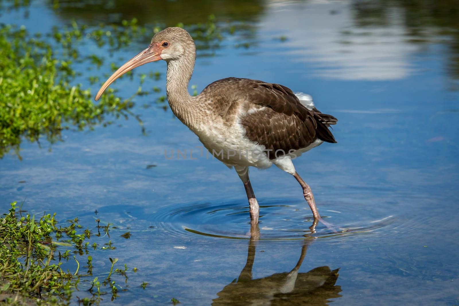 A young juvenile American white ibis wades in a calm pond in Deland, Florida.
