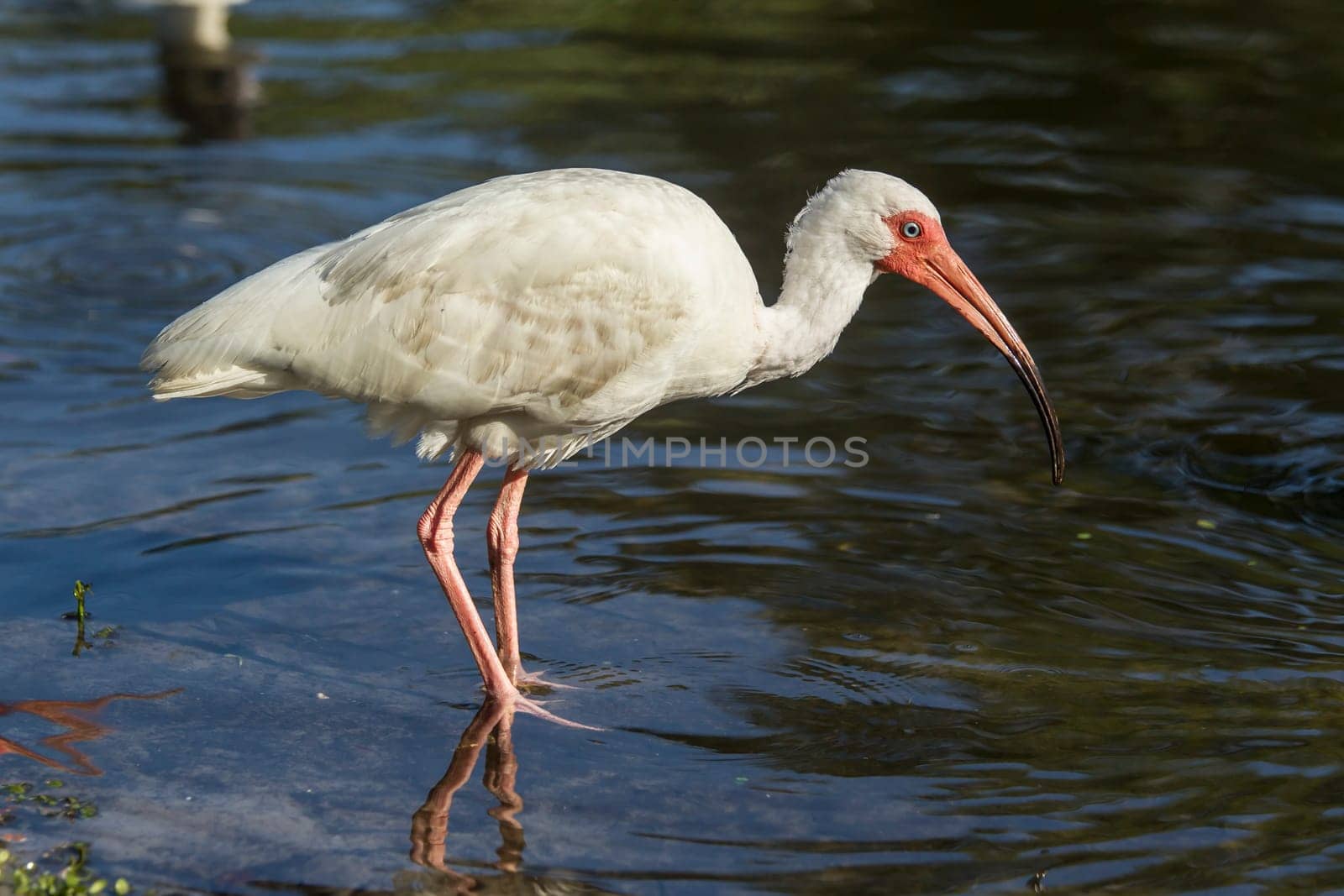 An American white ibis wades in the water in Deland, Florida.