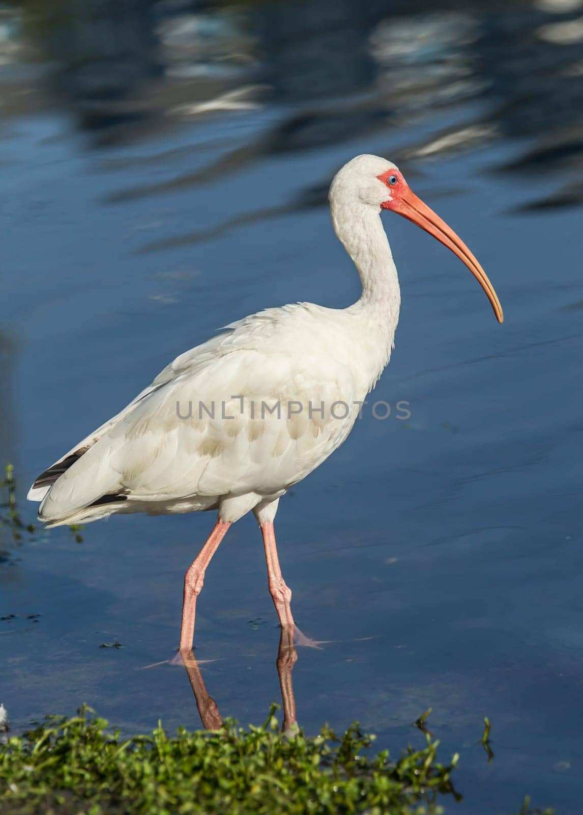 An American white ibis wades in the water in Deland, Florida.