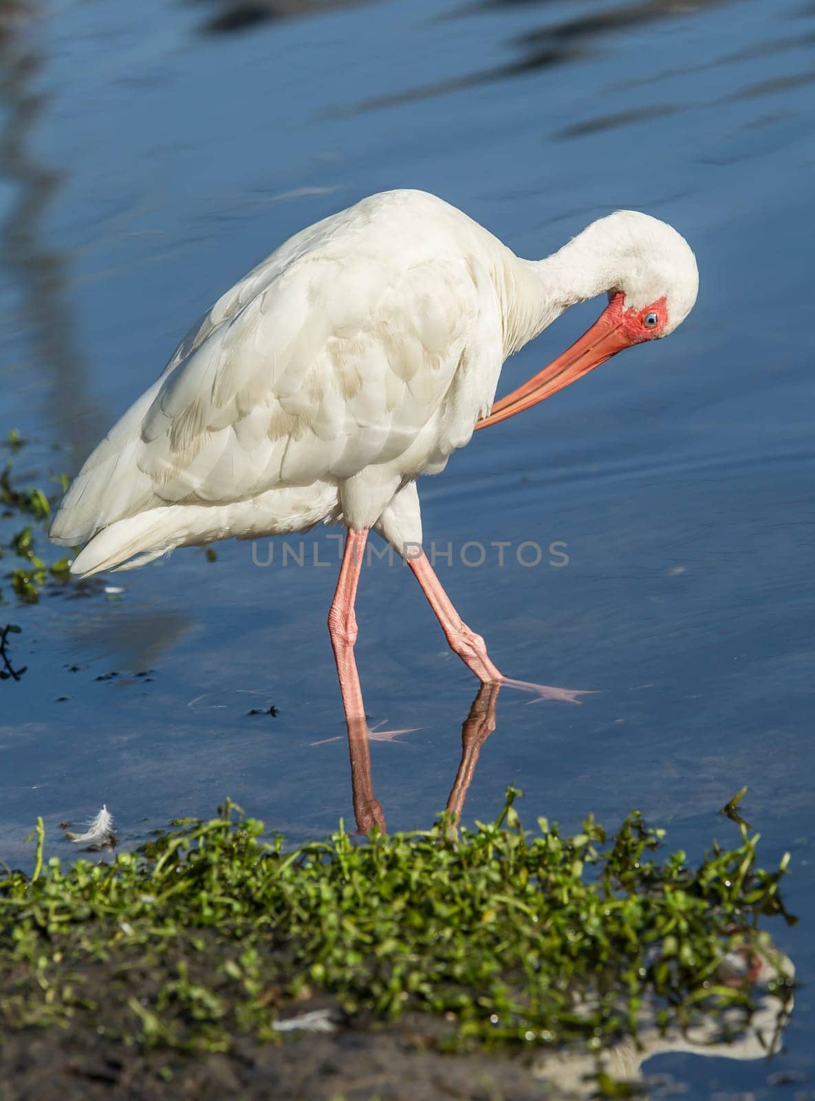 An American white ibis preens itself in the pond in Deland, Florida.