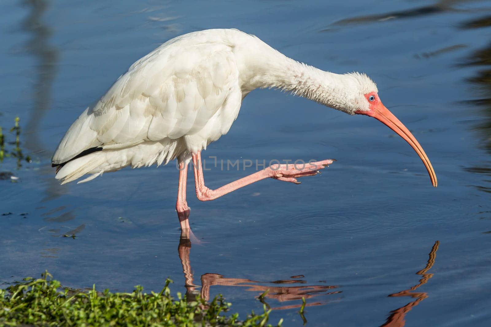 An American white ibis preens itself in the pond in Deland, Florida.