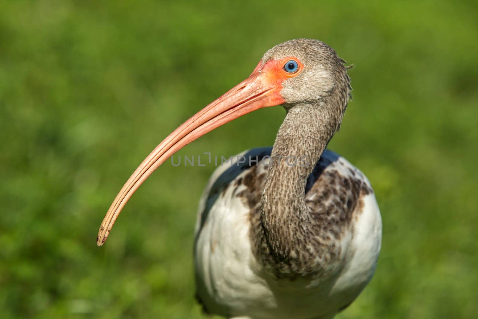 A close up of a juvenile American white ibis and its long beak in Deland, Florida.