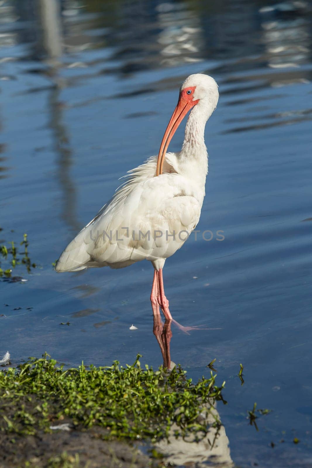 An American white ibis preens itself in the pond in Deland, Florida.