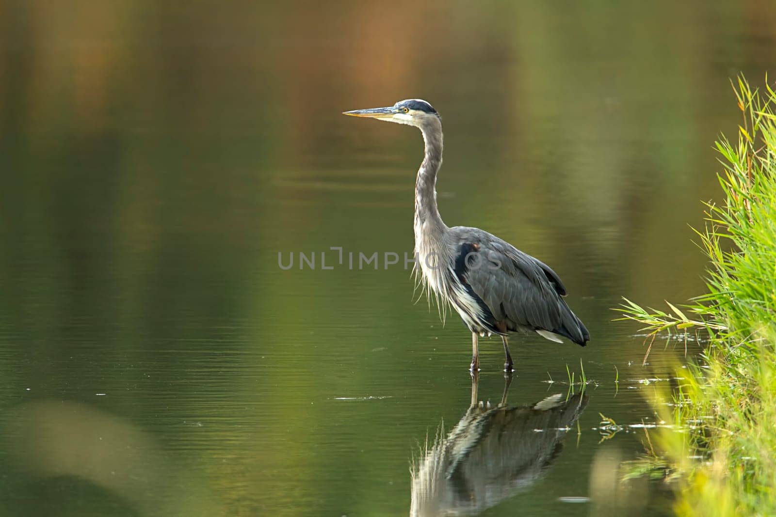 A beautiful great blue heron wades in the calm water near Hauser, Idaho.
