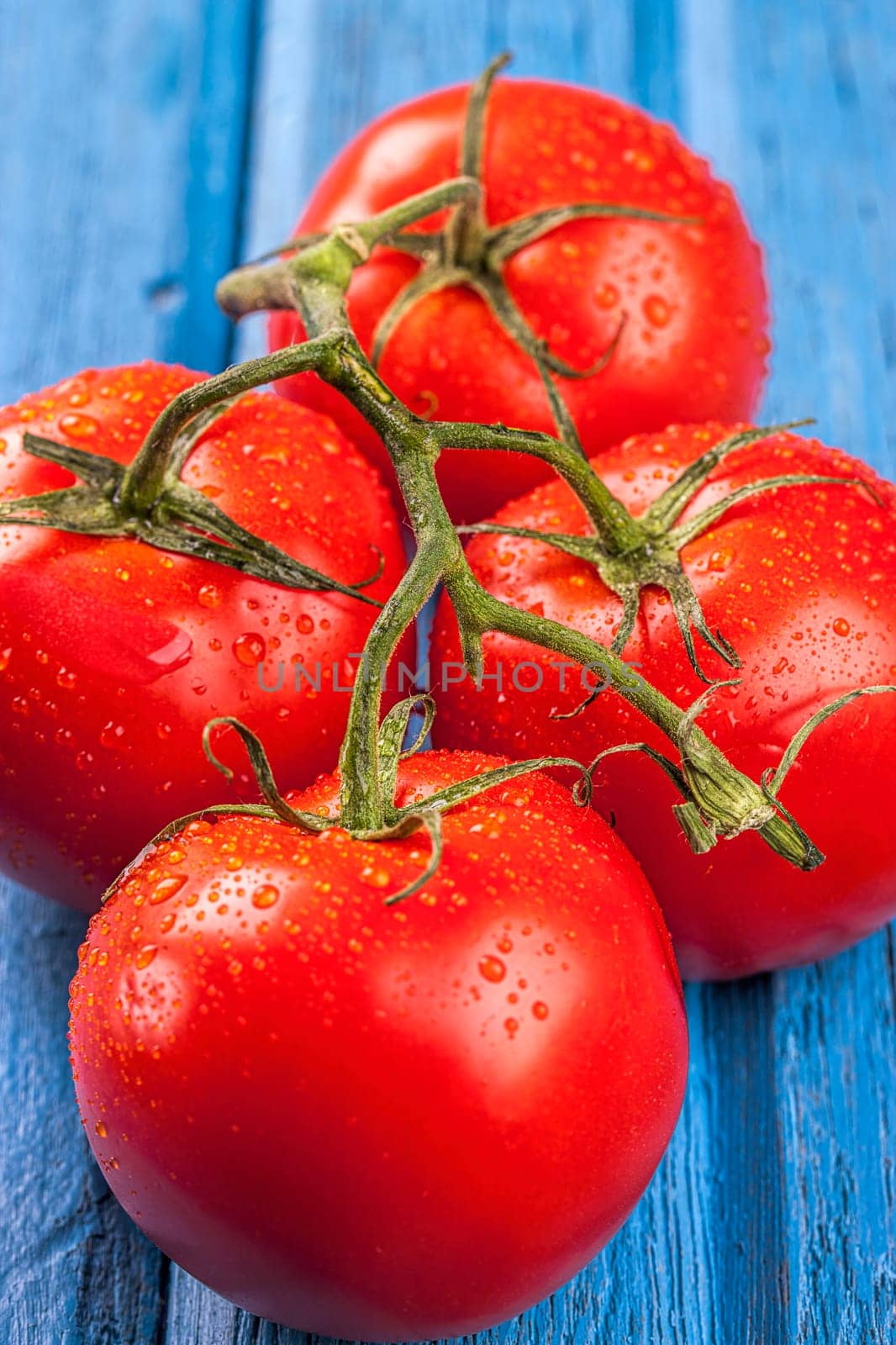 A close up of fresh wet tomatoes on a vine set on a blue table.