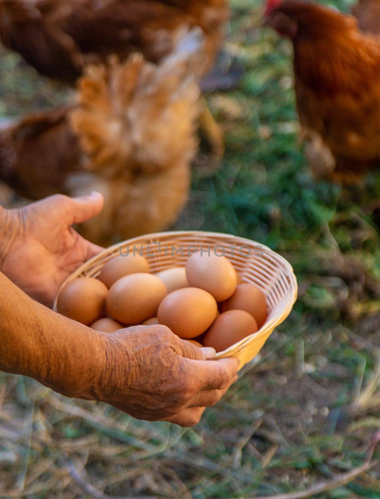 Grandmother holding eggs on a farm. Selective focus. food.