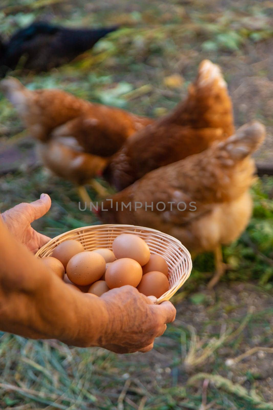 Grandmother holding eggs on a farm. Selective focus. food.