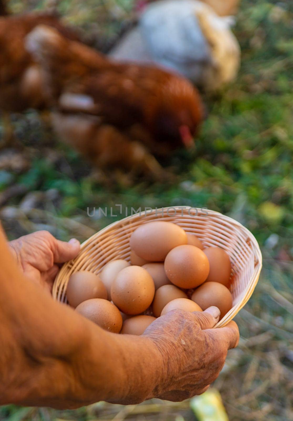 Grandmother holding eggs on a farm. Selective focus. food.