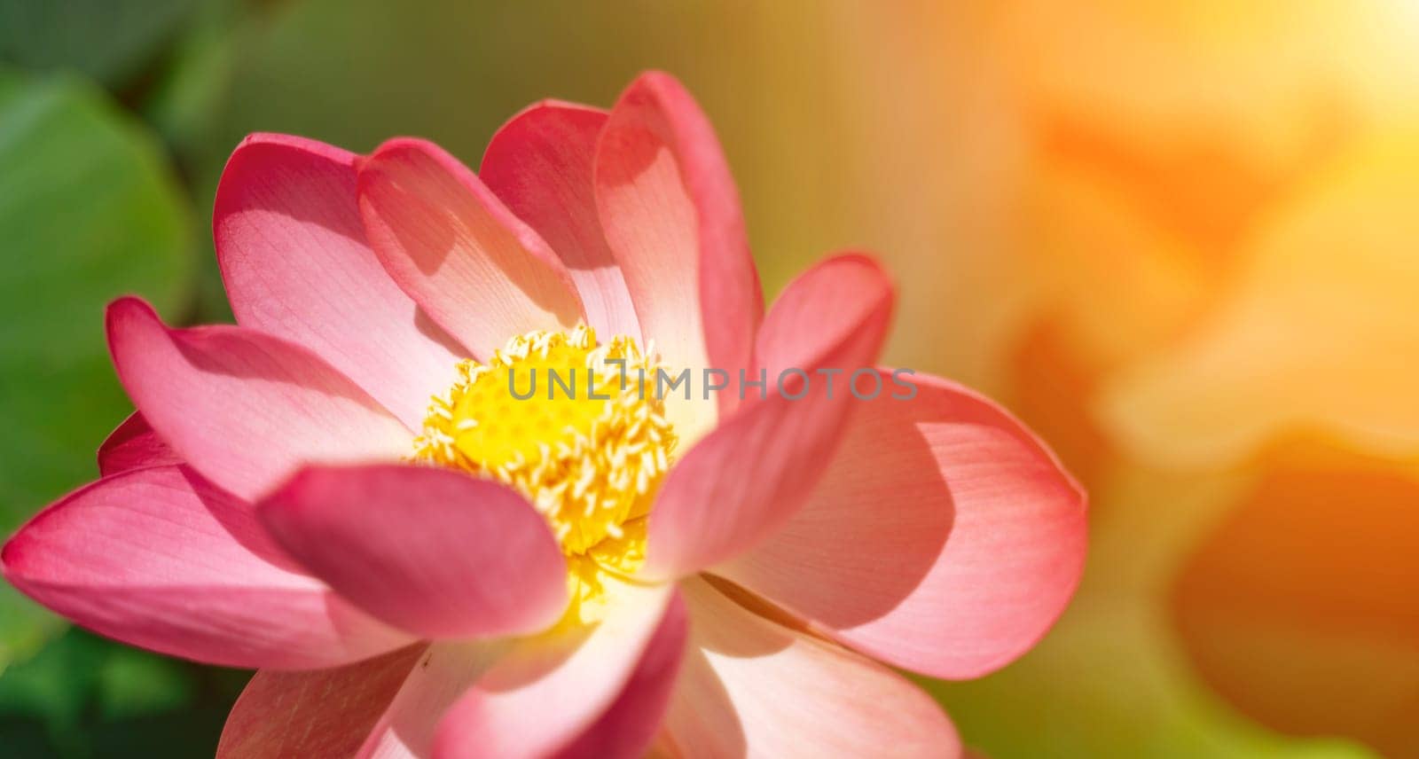 A pink lotus flower sways in the wind, Nelumbo nucifera. Against the background of their green leaves. Lotus field on the lake in natural environment