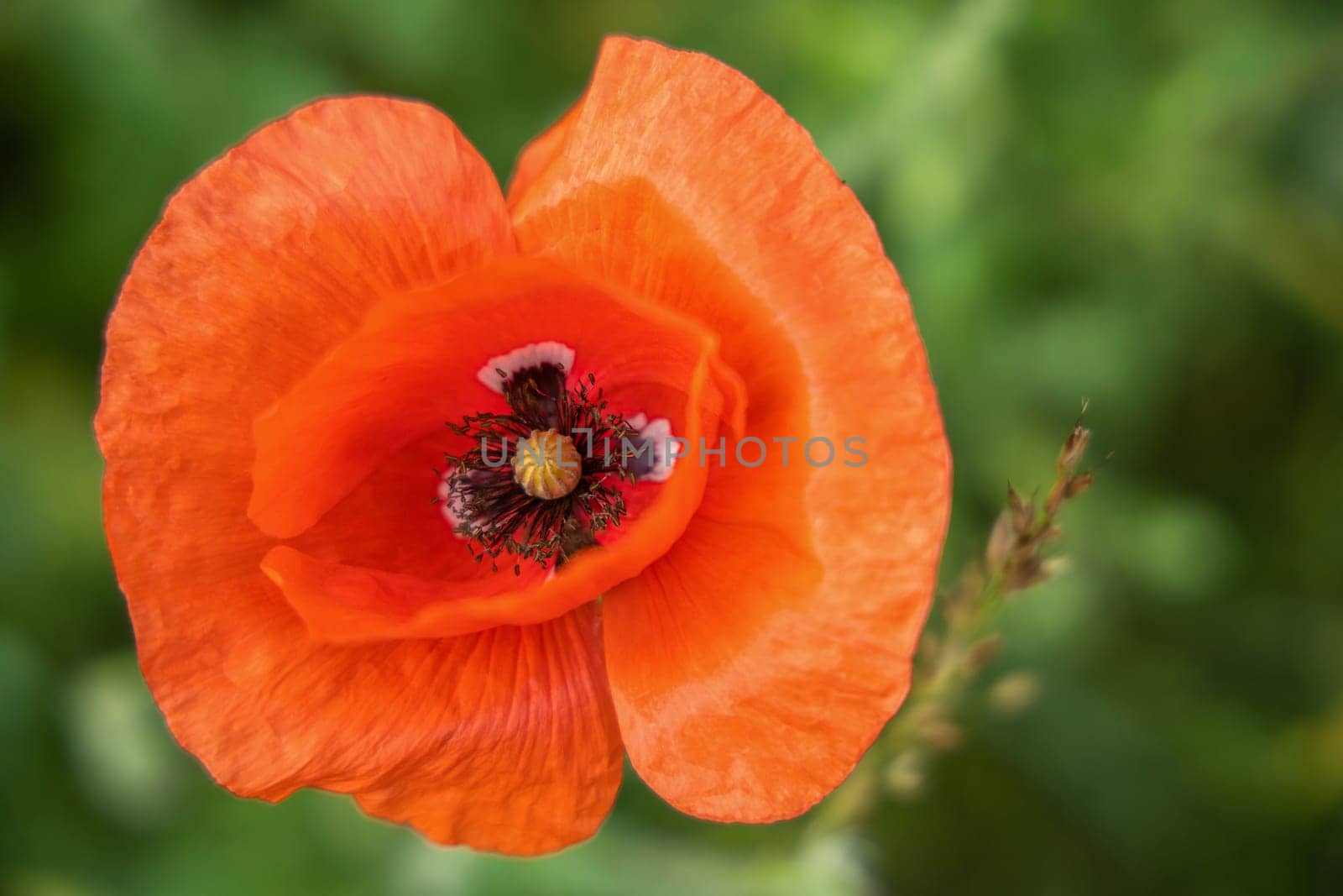 One beautiful red poppy flower, closw-up. High quality photo