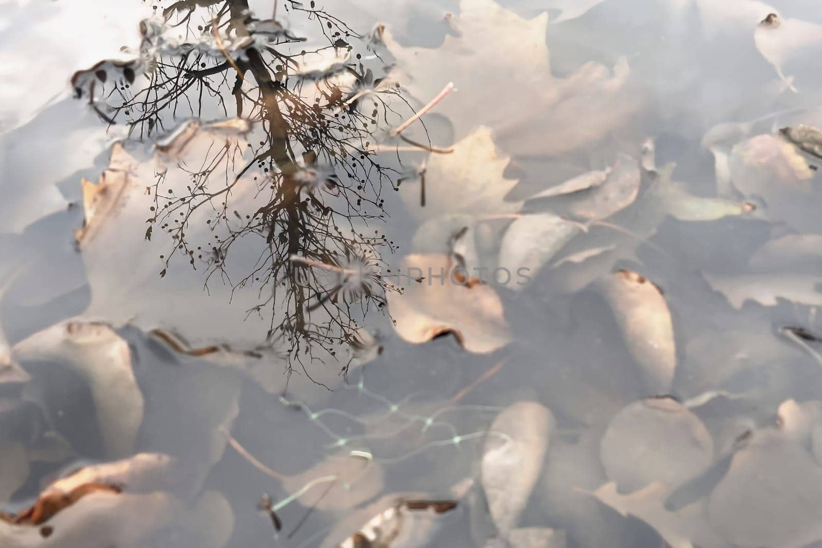 Autumn Leaves Submerged in Water with Tree Reflection.A serene scene of autumn leaves submerged in still water. The leaves, in various stages of decay, create a natural mosaic of earthy tones. A reflection of bare tree branches stretches across the water's surface, adding depth and a sense of tranquility to the composition. The interplay of light, shadow, and reflection makes this image visually captivating and evocative of the changing seasons.