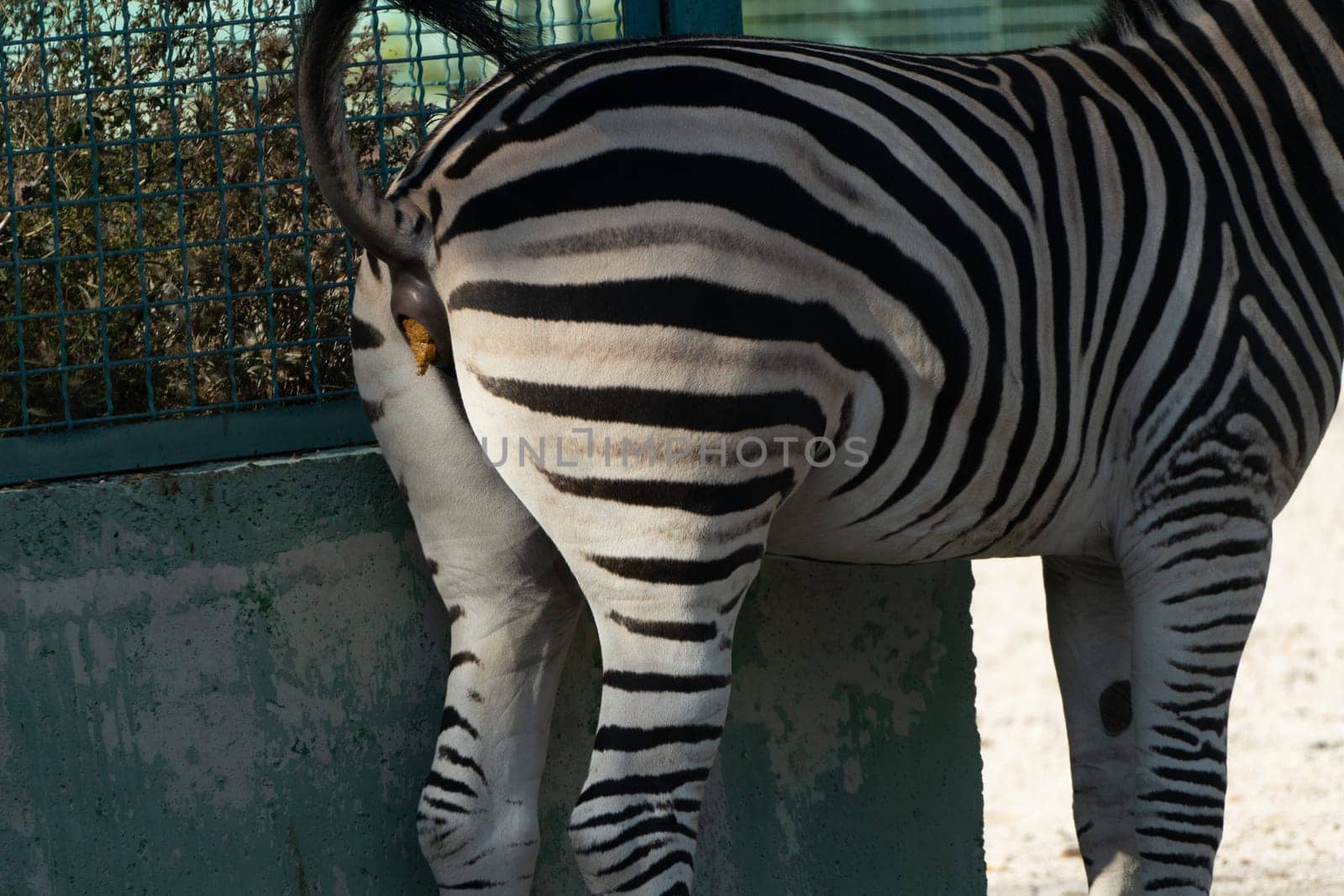 Here's a caption describing the image: Close-up rear view of a zebra's striped hindquarters and tail, defecating near a low concrete wall within an enclosure.