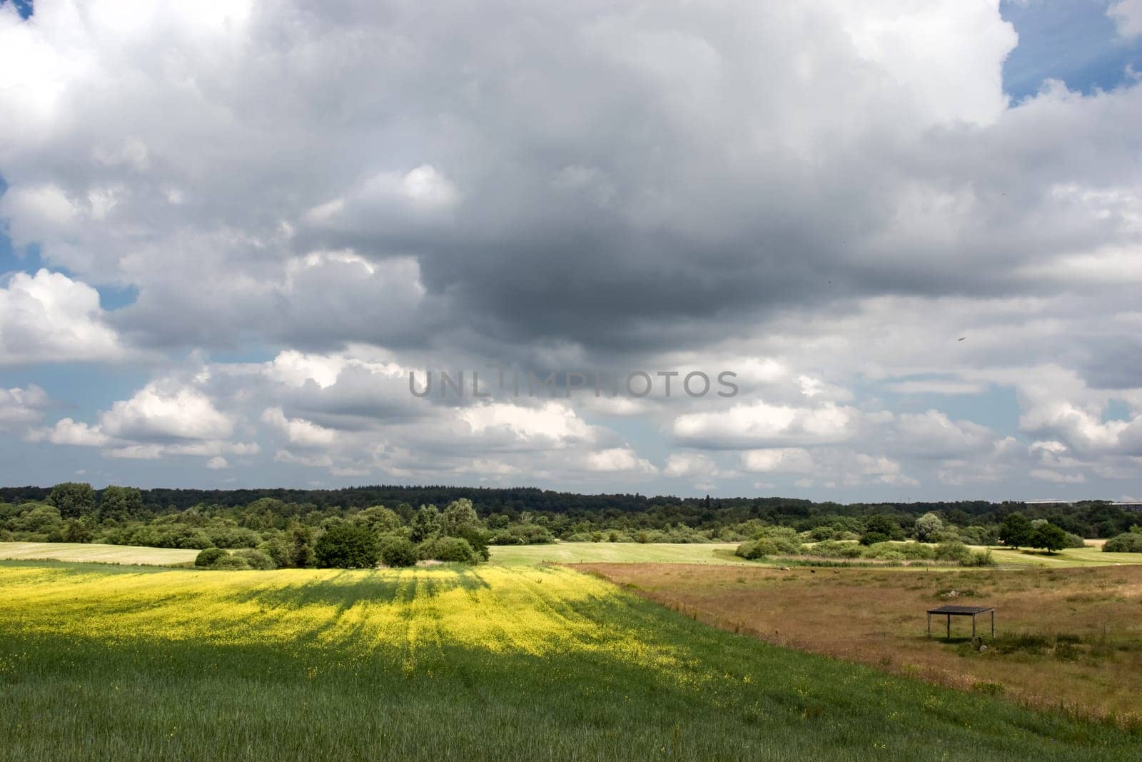 Rural landscape green field with a tree and a field of flowers and rain clouds on a summer day. High quality photo