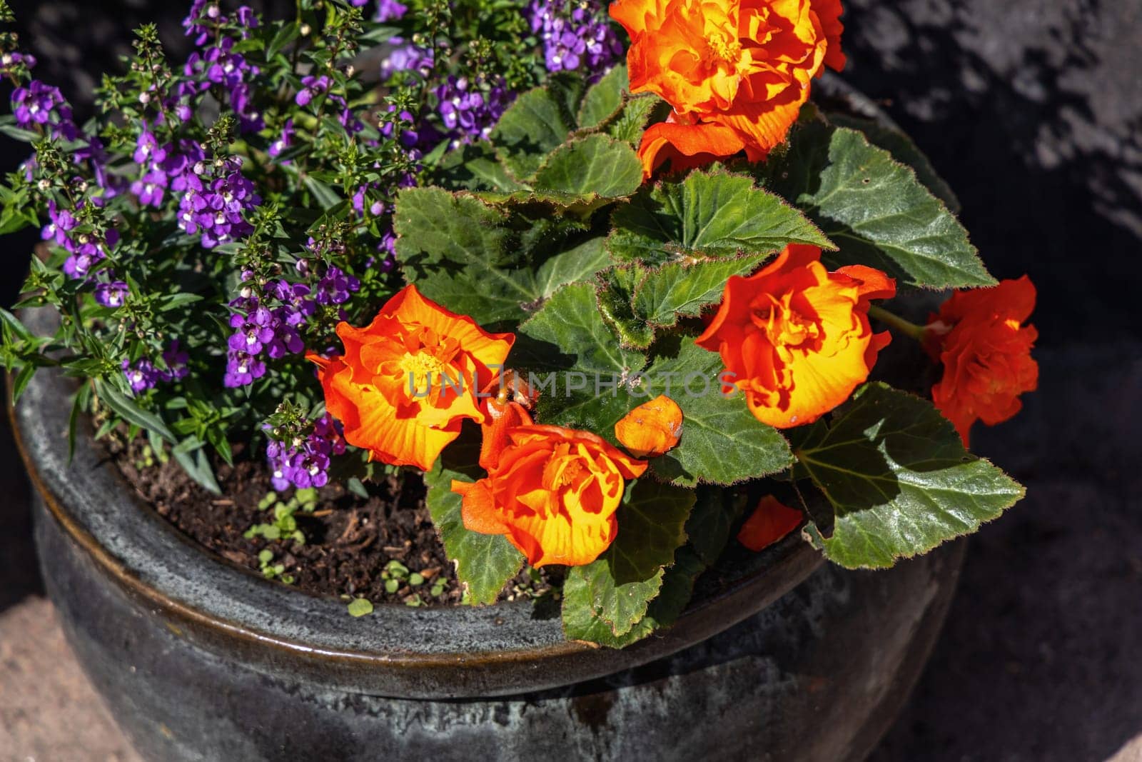 Flowers in a flower pot outside. High quality photo