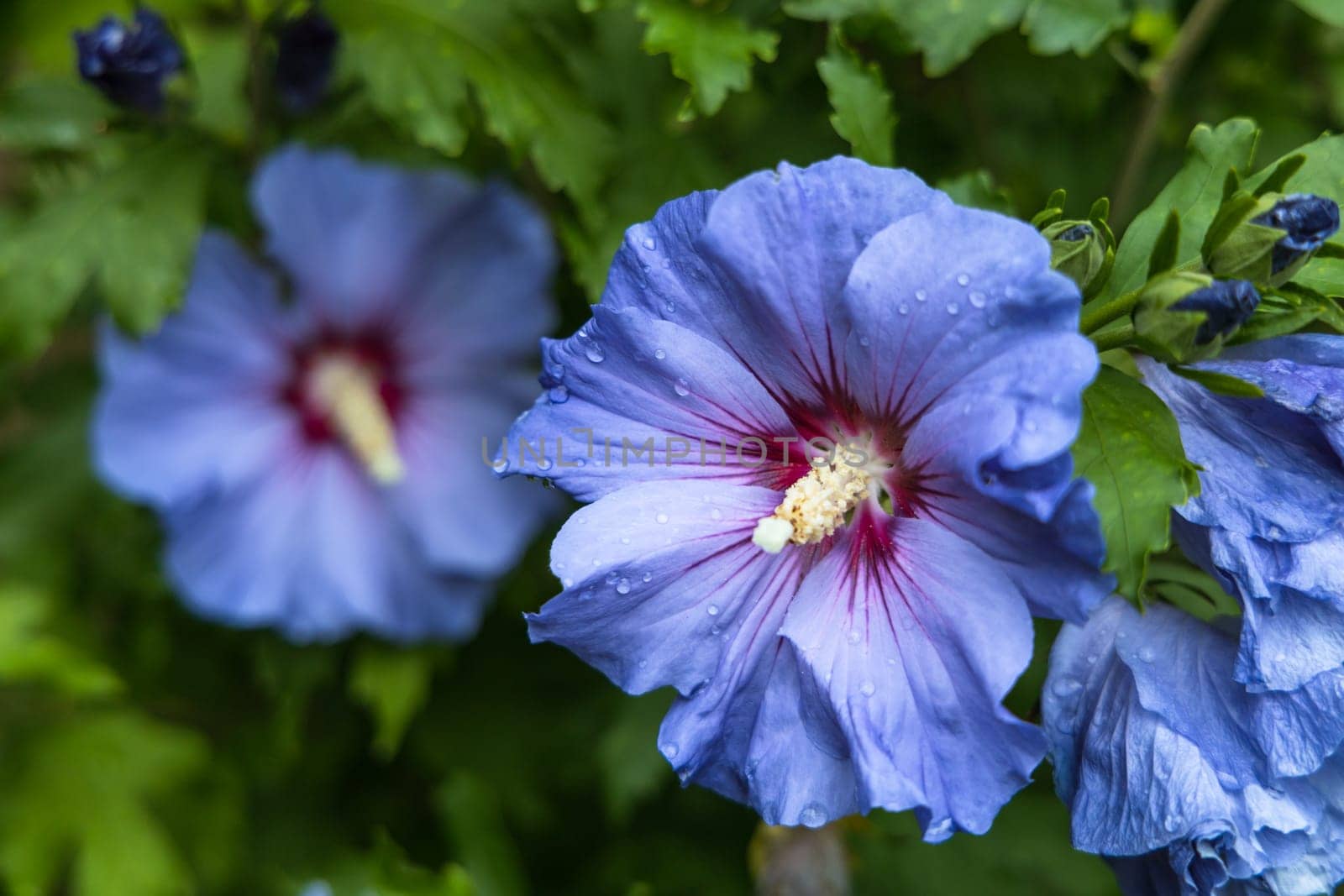 Beautiful hibiscus bush with blue flowers in the garden. High quality photo