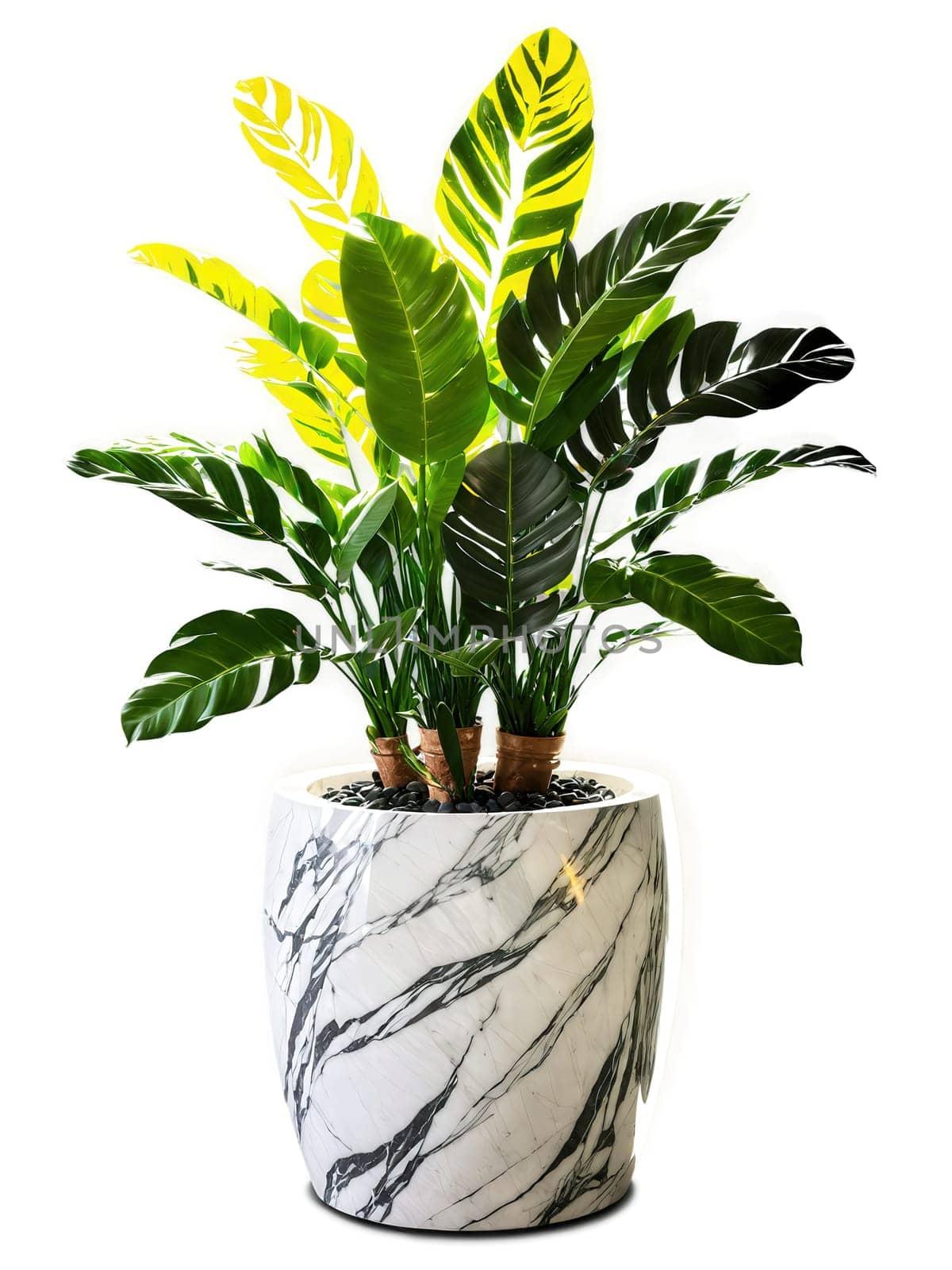 Zamioculcas in marble effect planter, dramatic backlighting, gentle spin, professional grade, transparent setting