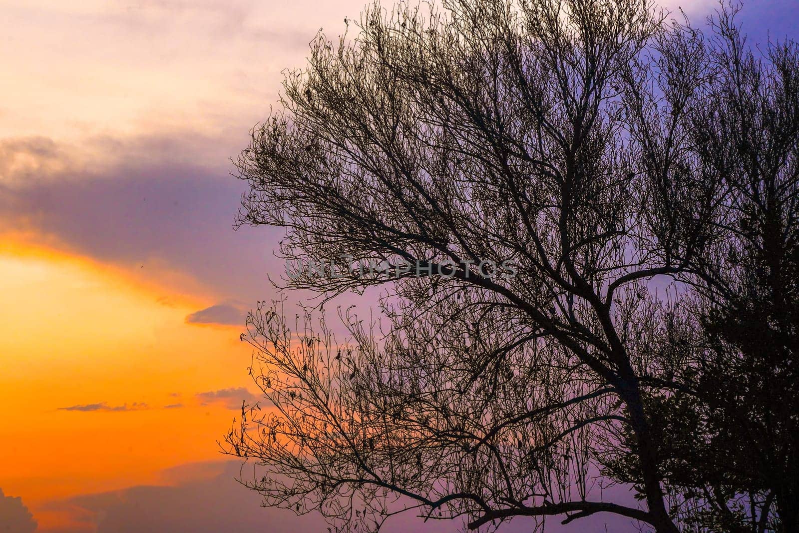 A solitary tree, its bare branches etched against a canvas of fiery orange and soft purple hues. The setting sun casts long shadows, creating a dramatic silhouette against the vibrant sky.